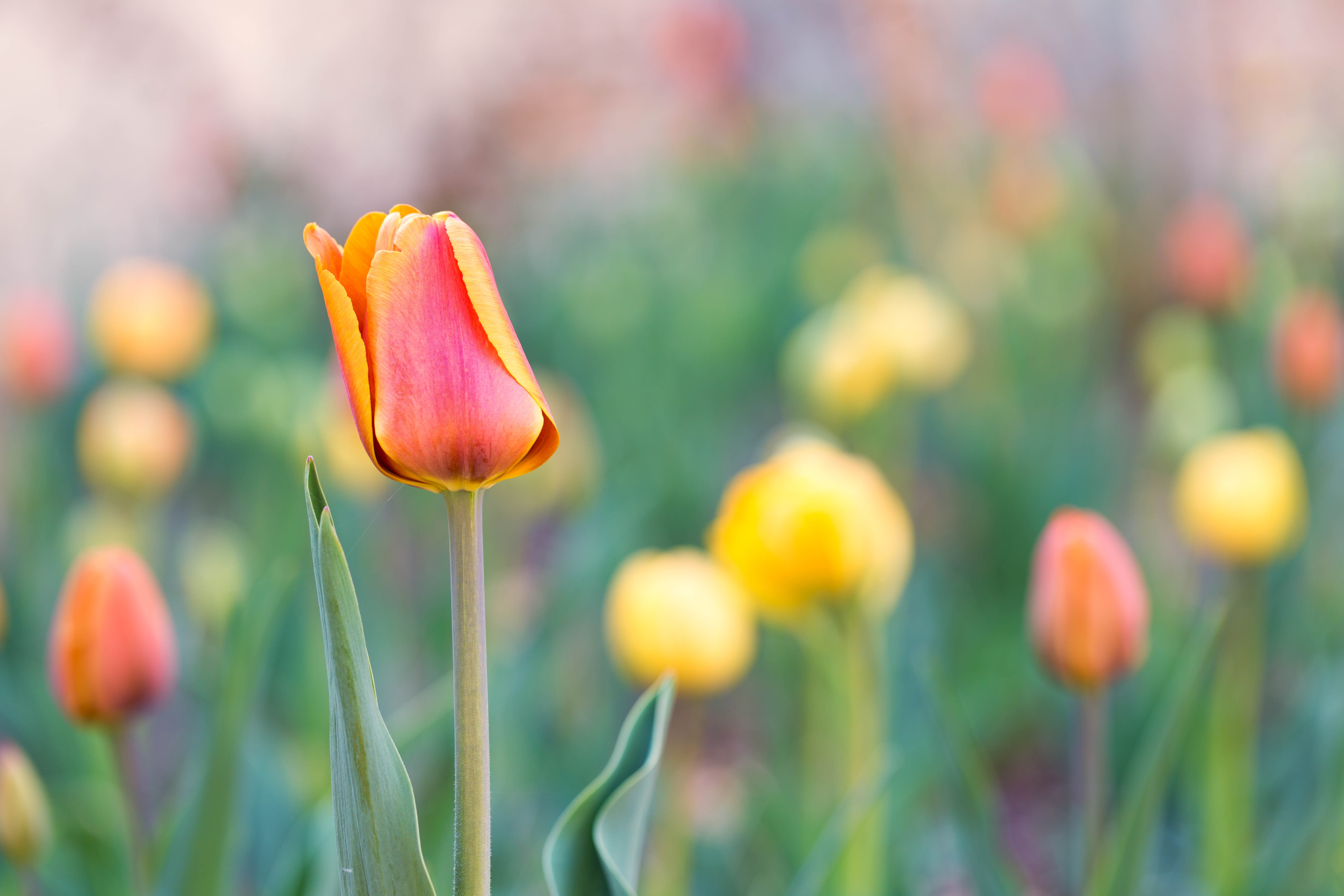 field, 5K, spring, flower, springtime, red, bulbs, plant, focus, Denver Botanic Gardens, yellow, outdoors, flowers, multi Colored, Colorado, Tulip, nature, HD Wallpaper