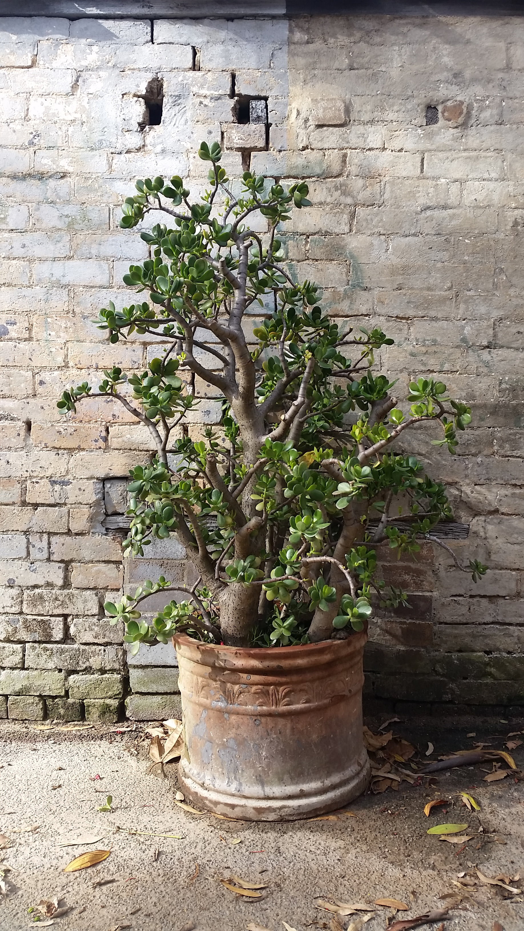 crassula ovata, friendship tree, no people, jade plant, beauty in nature, brick, day, architecture, bonsai tree, 2K, wall - building feature, built structure, Phone HD Wallpaper