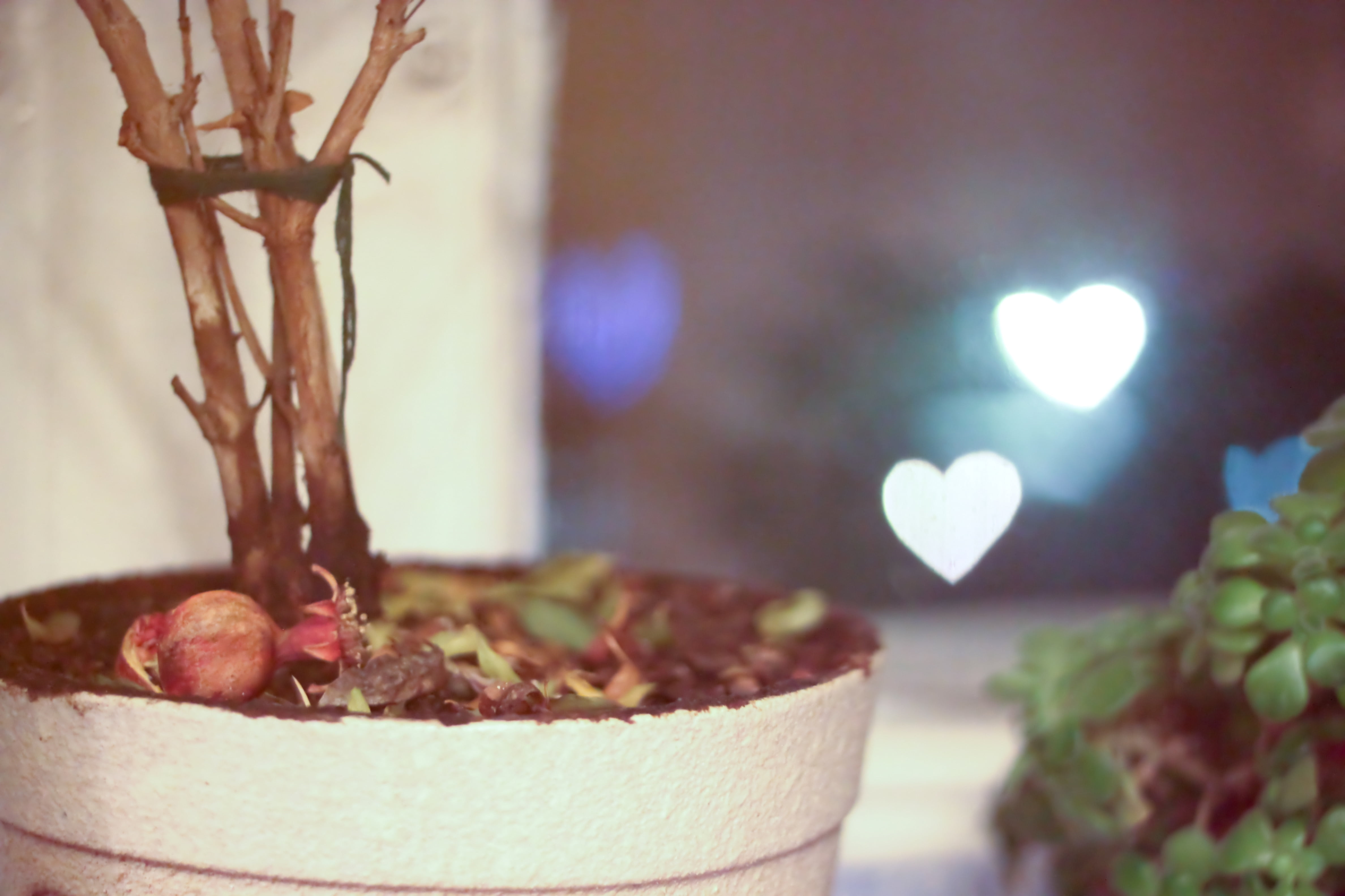 day, tree, white, food and drink, leaf, healthy eating, potted plant, growth, selective focus, reflections, nature, food, pot, freshness, 4K, celebration, HD Wallpaper