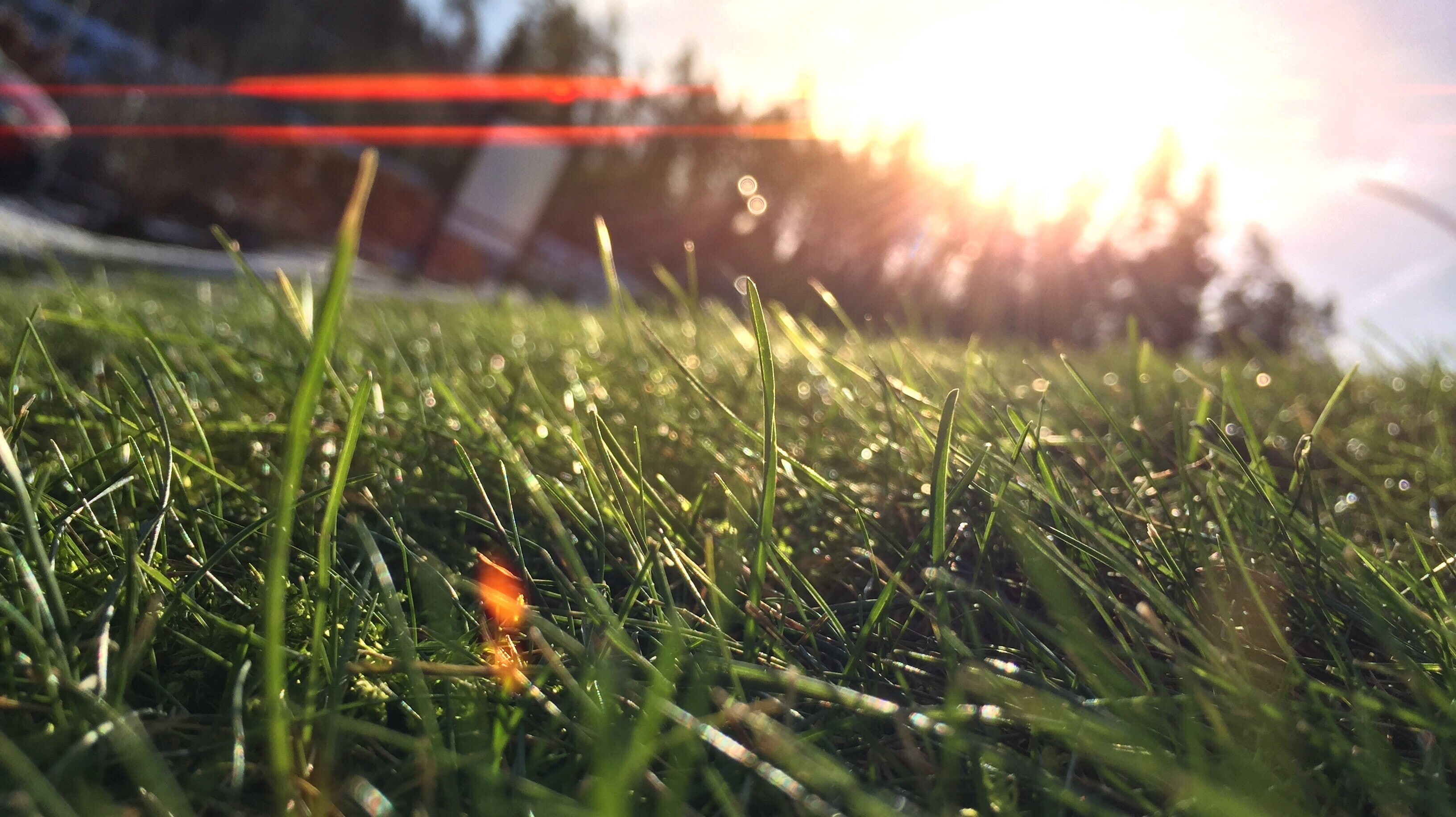 surface level, outdoors, nature, no people, land, sky, macro, day, dew, field, blade of grass, green color, orange color, grass, growth, close-up, freshness, HD Wallpaper