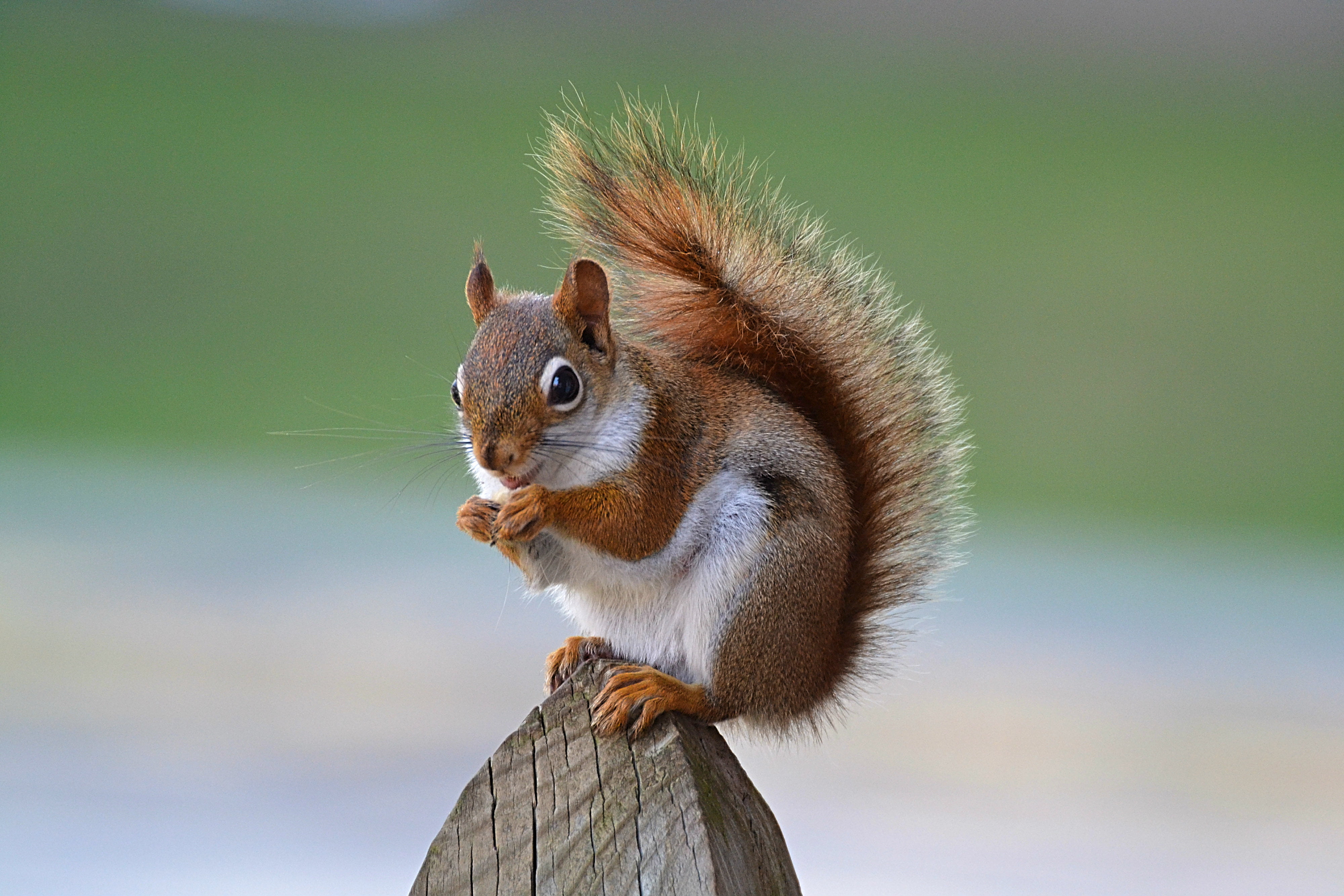 brown, forest, Lens, close-up, fur, grey, outdoors, Super Star, Fantastic, animals, rock, fluffy, tree, Patches, wildlife, eating, squirrel, squirrels, HD Wallpaper