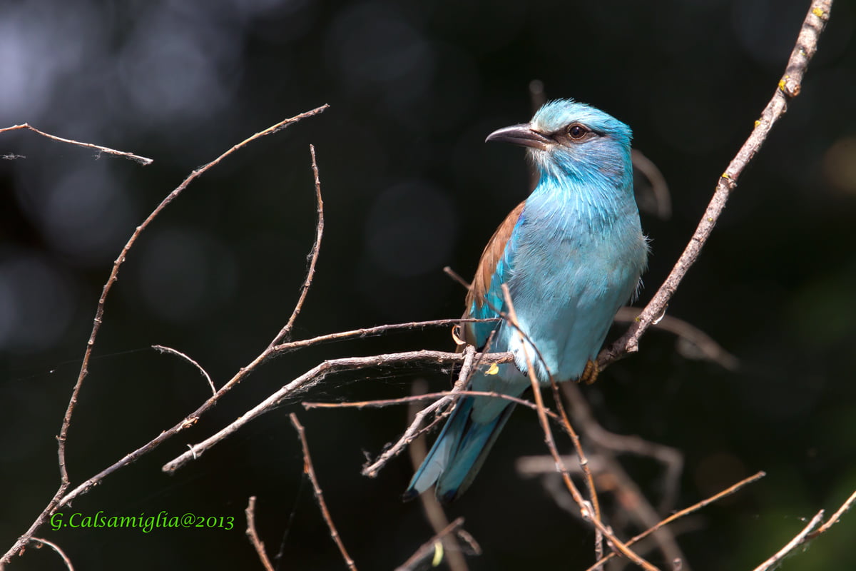 NGC, roller, NPC, branch, me, gear, 480P, wildlife, marina, animal, nature, Indian Roller, indian, bird, HD Wallpaper