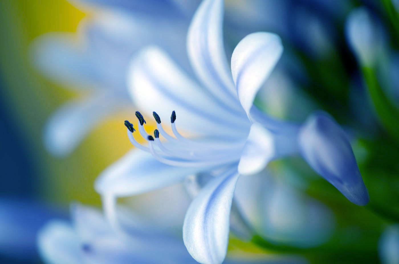 Nature, Plant, close-up, NPC, flower Head, photo, flower  Flower, 720P, NGC, flower, closeup, beauty In Nature, petal, purple, summer, HD Wallpaper