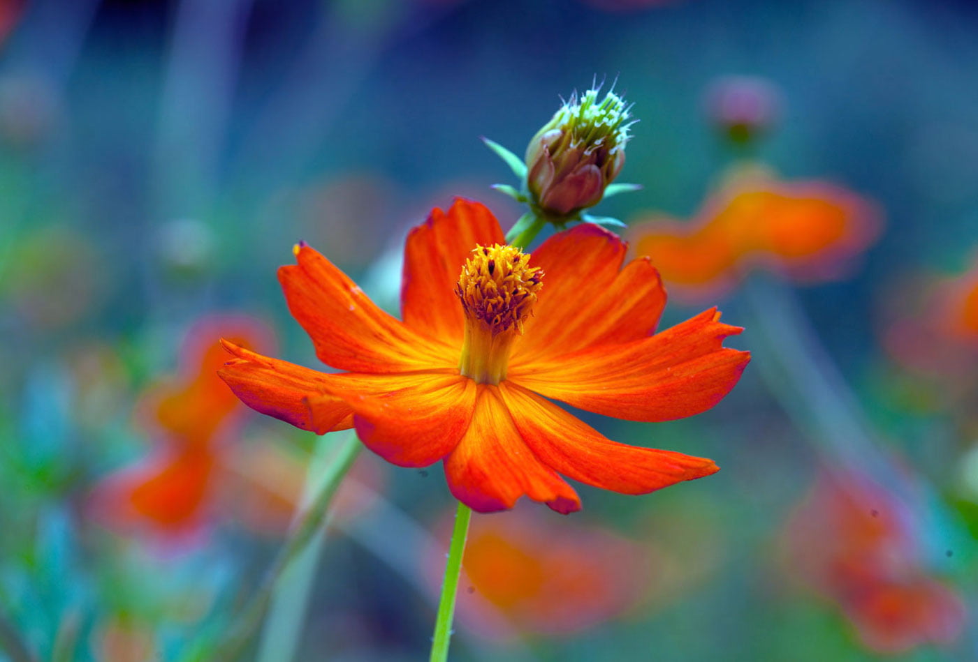 NGC, Nature, NPC, red, pair, Plant, selective, petaled, Flower, 720P, focus, selective focus, flowers, HD Wallpaper