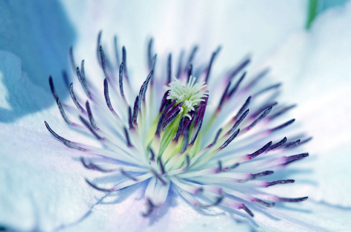 NGC, 720P, ornate, flower Head, web, botany, Flower, close-up, petal, pink, NPC, macro, Clematis, Plant, white, Nature, photo, HD Wallpaper