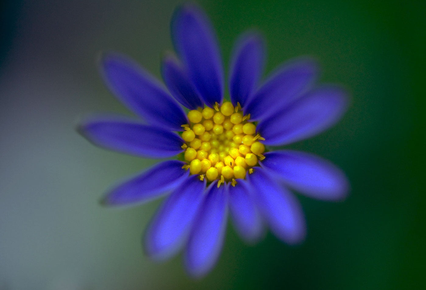 NGC, 720P, Aster, purple, Eleanor, focus, NPC, Nature, petal, summer, Flower, photography, Plant, daisy, selective, close-up, selective focus, grandma, HD Wallpaper