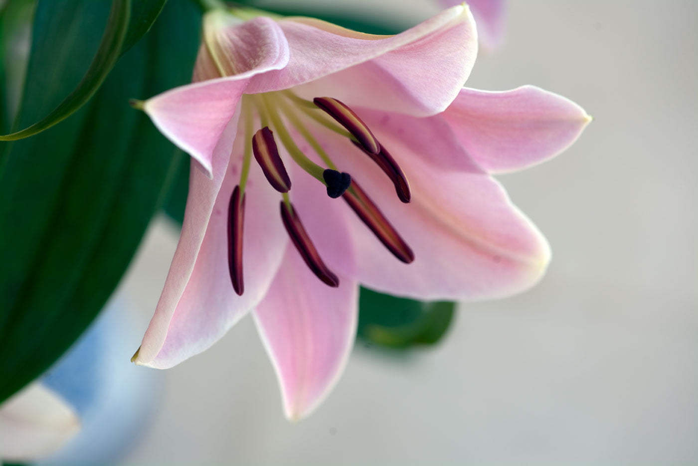 flower Head, NPC, flower, petal, photography, pink Color, Fleur de lis, Nature, closeup photography, droplets, Plant, 720P, Lys, lily, closeup, Lilium, HD Wallpaper