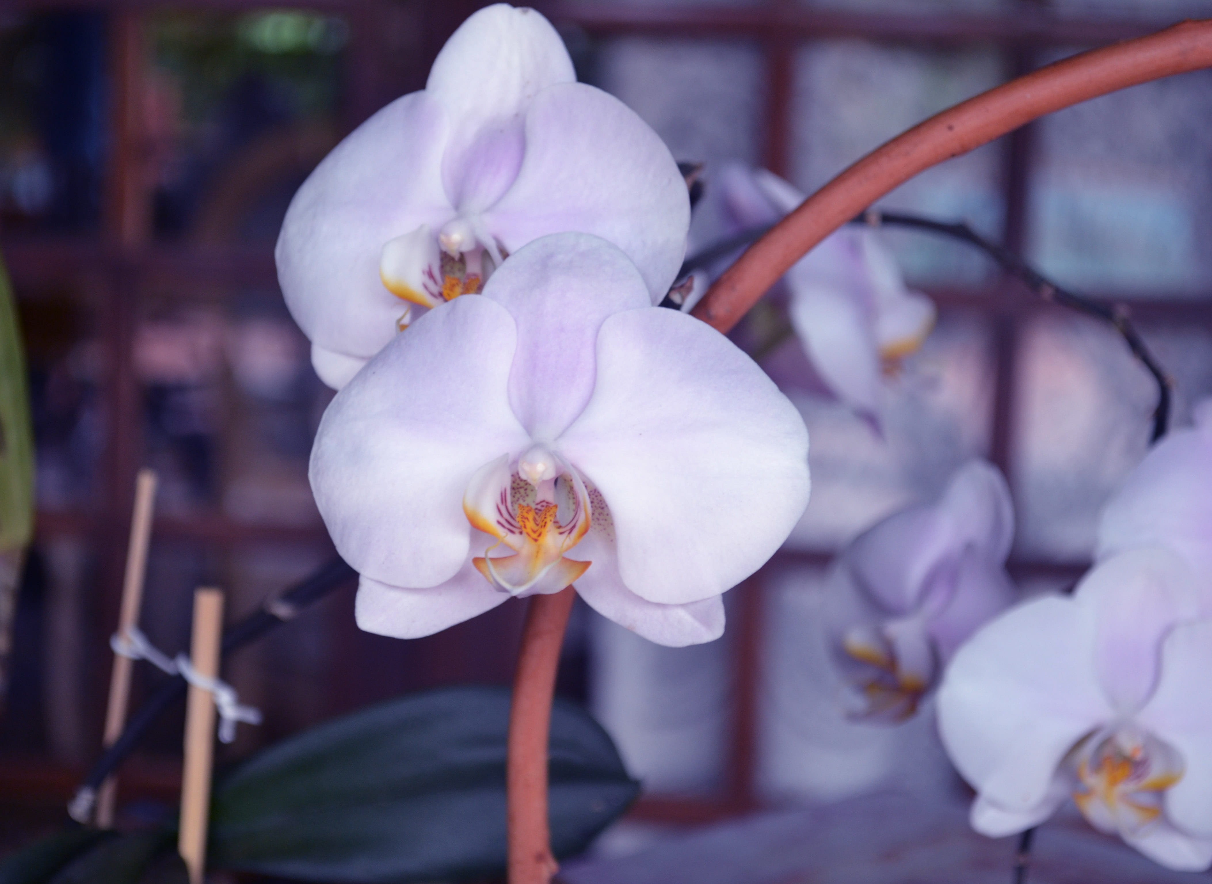 petal, day, springtime, orquidea, close-up, pollen, white color, fragility, 4K, purple, inflorescence, flower, softness, vulnerability, flowers, botany, HD Wallpaper
