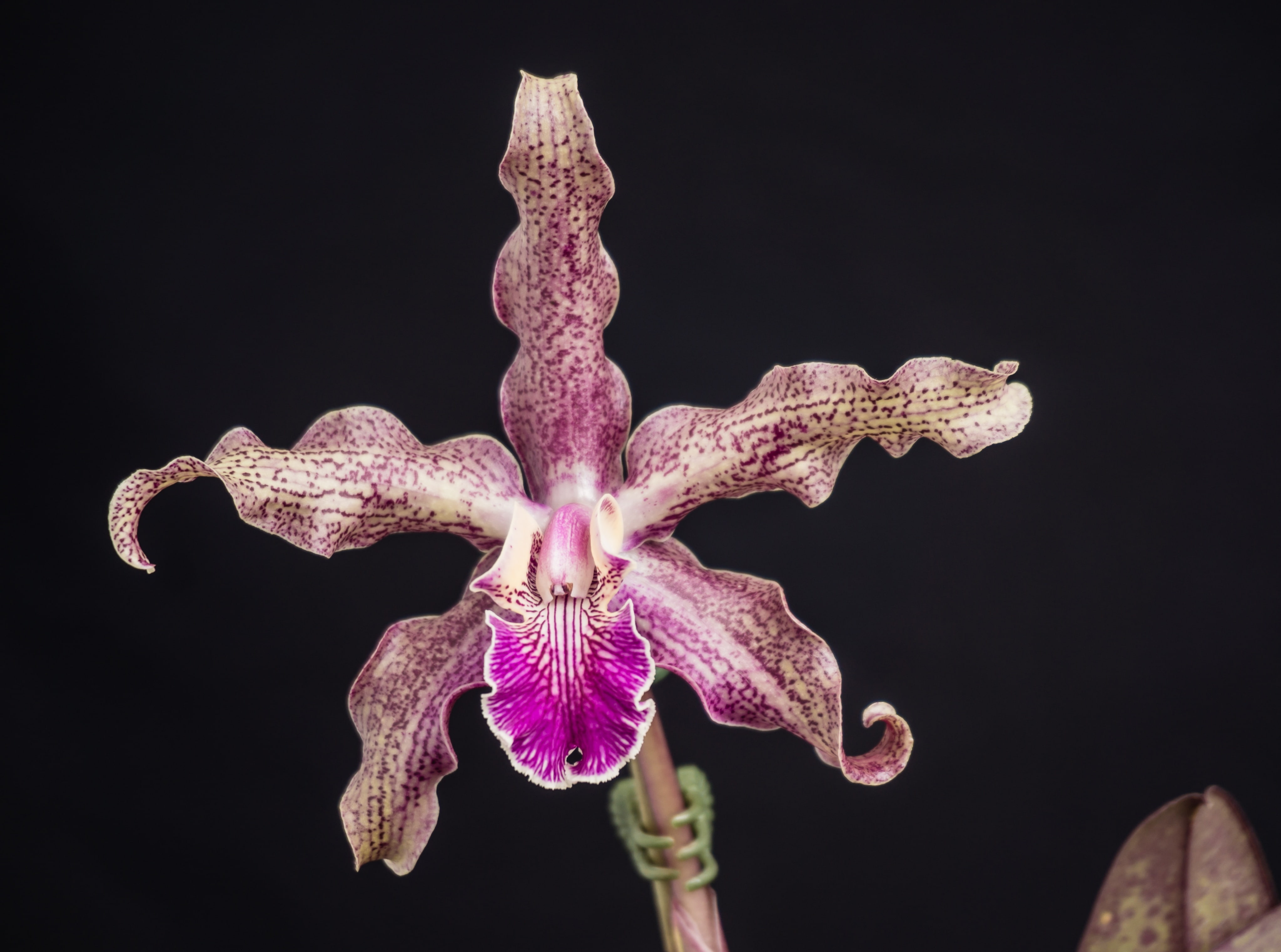 cattleyaschilleriana, schilleriana, x, lyonsii, orchidace, 4K, schomburgkia, Nature, orquidea, Orchid, cattleya, Flowers, schomburgkialyonsii, HD Wallpaper