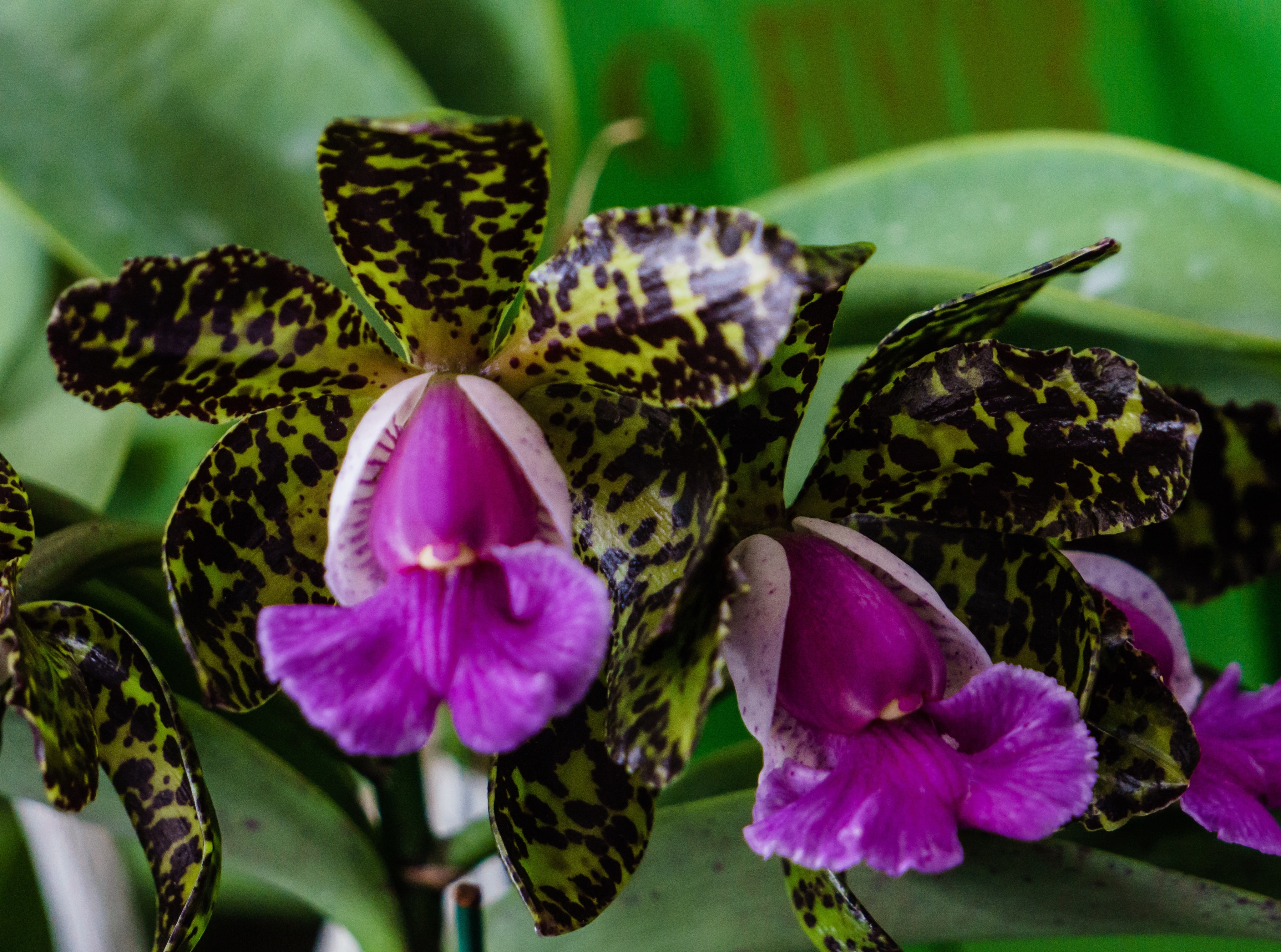 4K, flowering plant, focus on foreground, green color, peckhaviensis, fragility, flower, Nature, flower head, close-up, plant part, Orchid, freshness, HD Wallpaper
