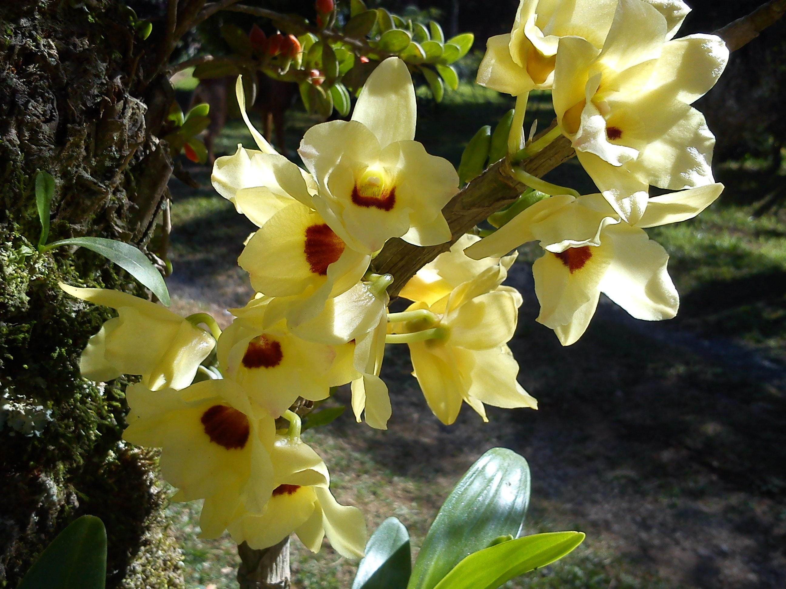 vulnerability, inflorescence, outdoors, plant, flower head, flowers, flowering plant, orchid, beauty in nature, flower, garden, freshness, orquidea, focus on foreground, HD Wallpaper