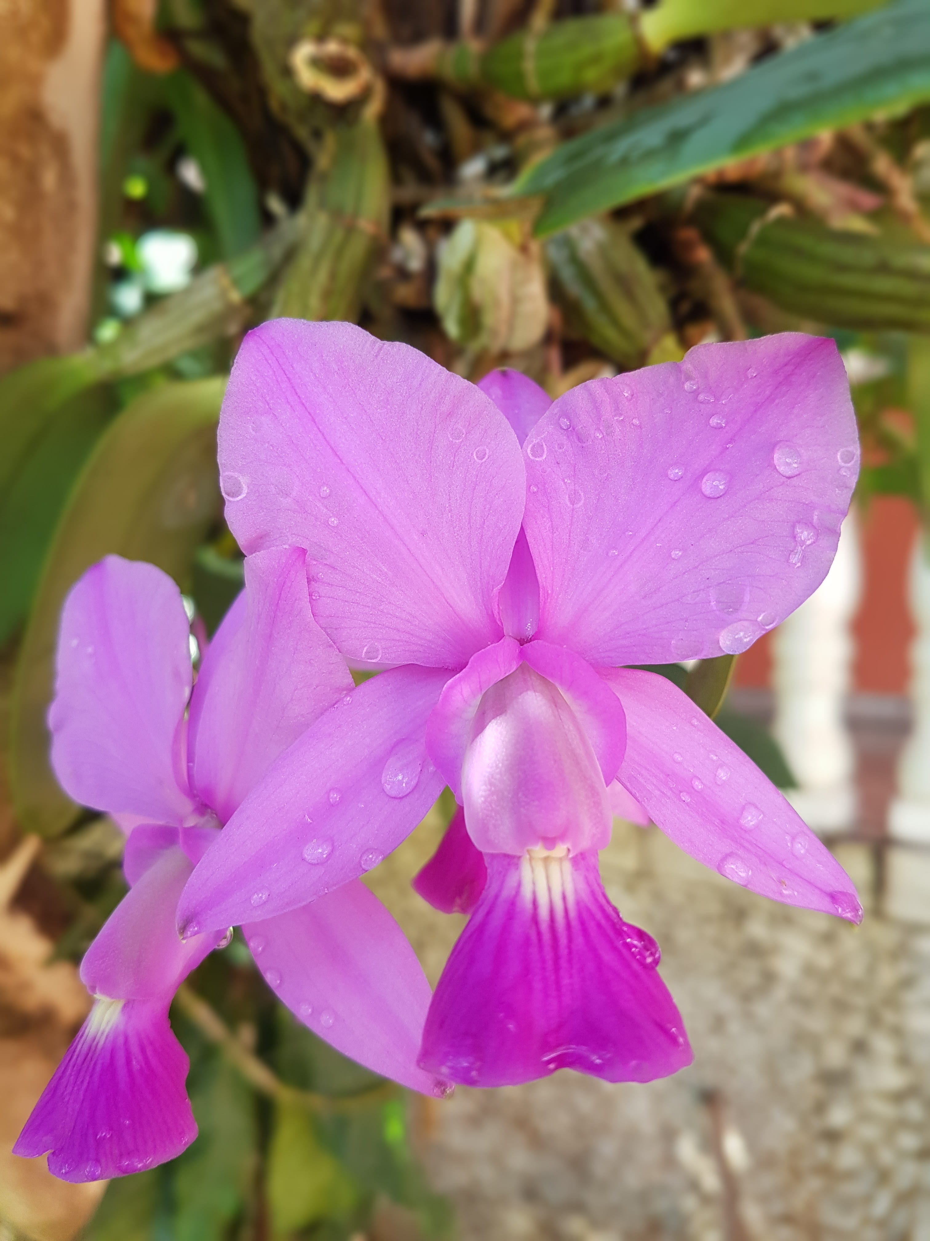 drop, purity, fragility, orquidea, day, no people, botanist, wet, outdoors, pollen, vulnerability, close-up, lilac orchid, springtime, raindrop, freshness, Phone HD Wallpaper