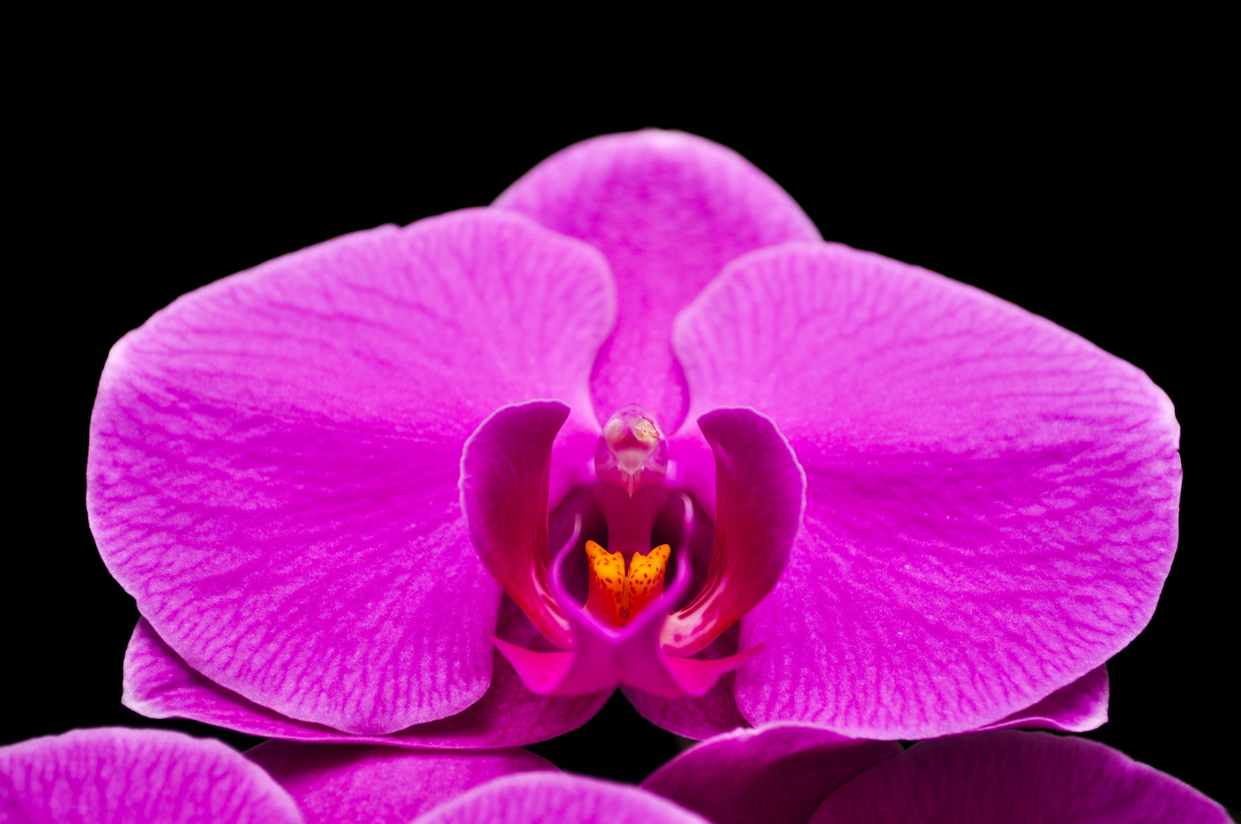 close-up, pollen, beauty in nature, no people, pink color, Flower, black background, fragility, petal, growth, orquidea, flowering plant, 4K, studio shot, HD Wallpaper