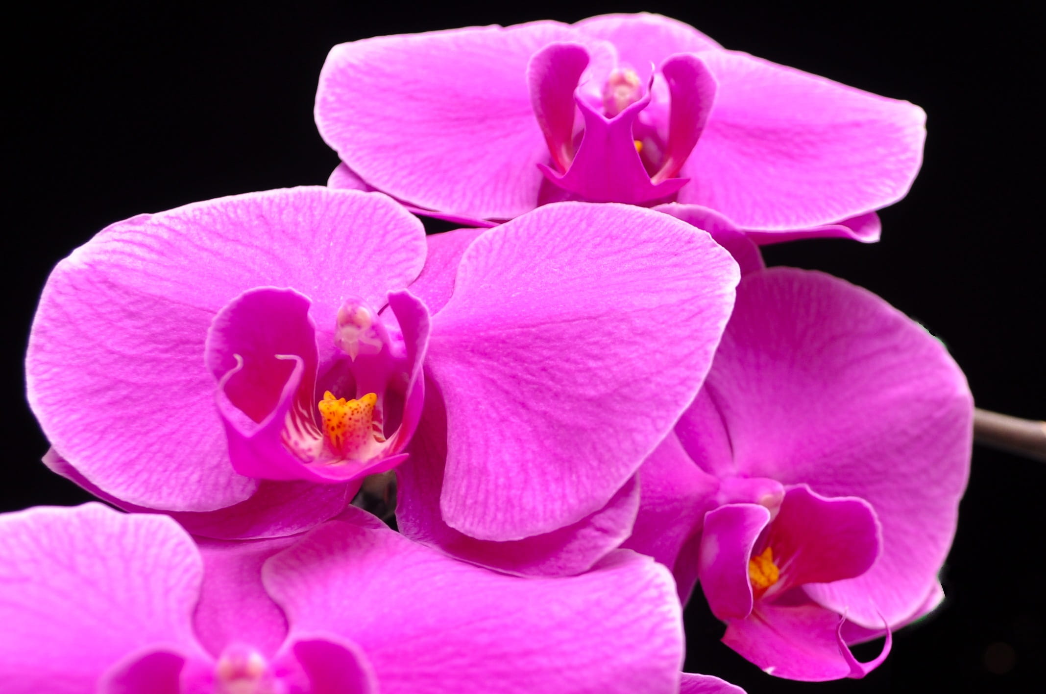 close-up, pollen, Flower, softness, pink color, freshness, beauty in nature, flower, plant, flowers, black background, inflorescence, no people, purple, HD Wallpaper