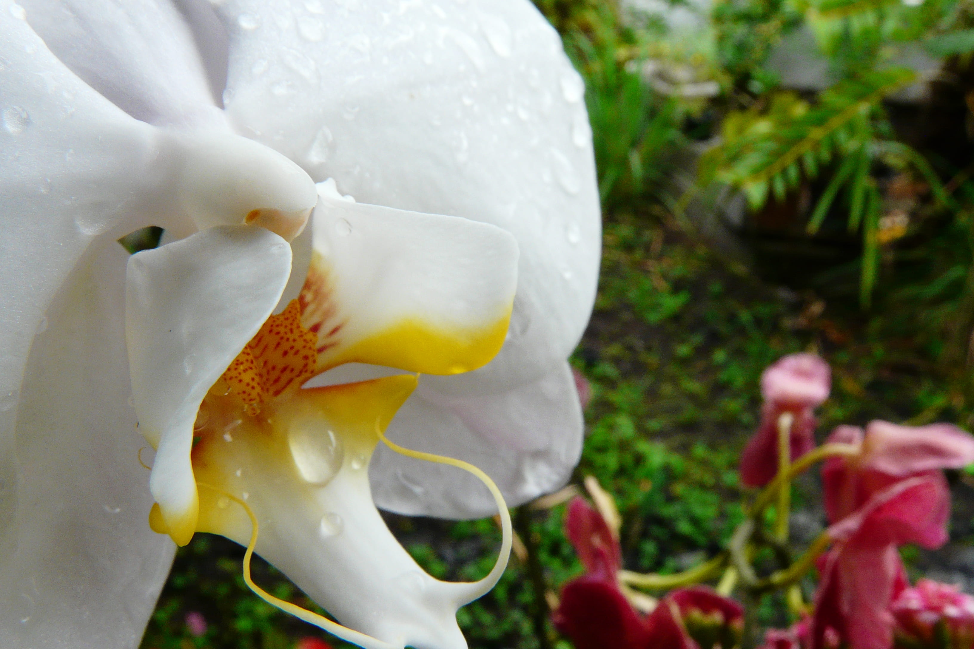 white, 2K, beauty in nature, flowre, fragility, yellow, petal, freshness, focus on foreground, calla lily, flower, flower head, day, flowering plant, white color, HD Wallpaper