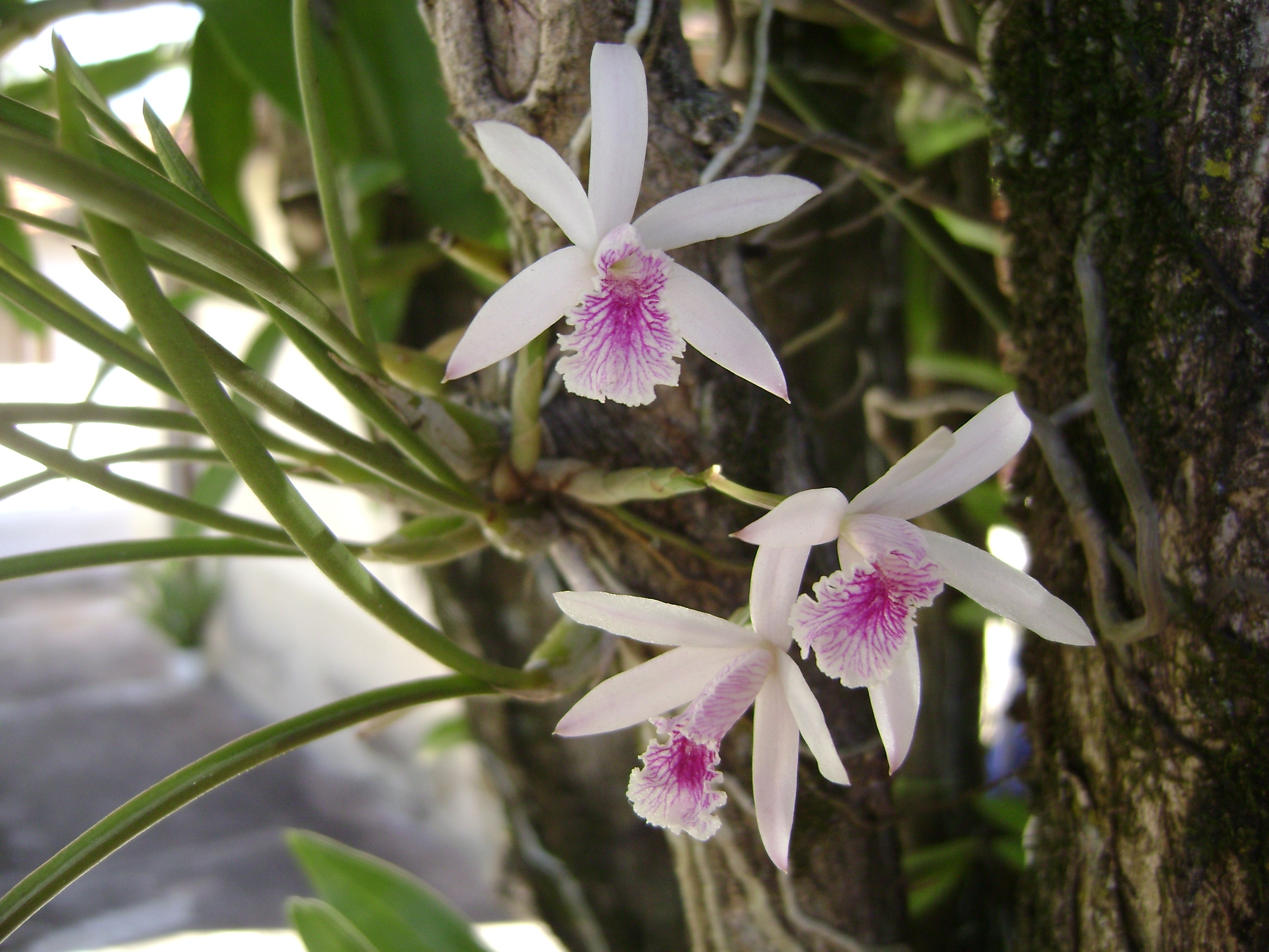 orquideas, close-up, white color, petal, pollen, outdoors, epidendrum, flowering plant, flower Head, flower, beauty in nature, vulnerability, growth, purple, HD Wallpaper