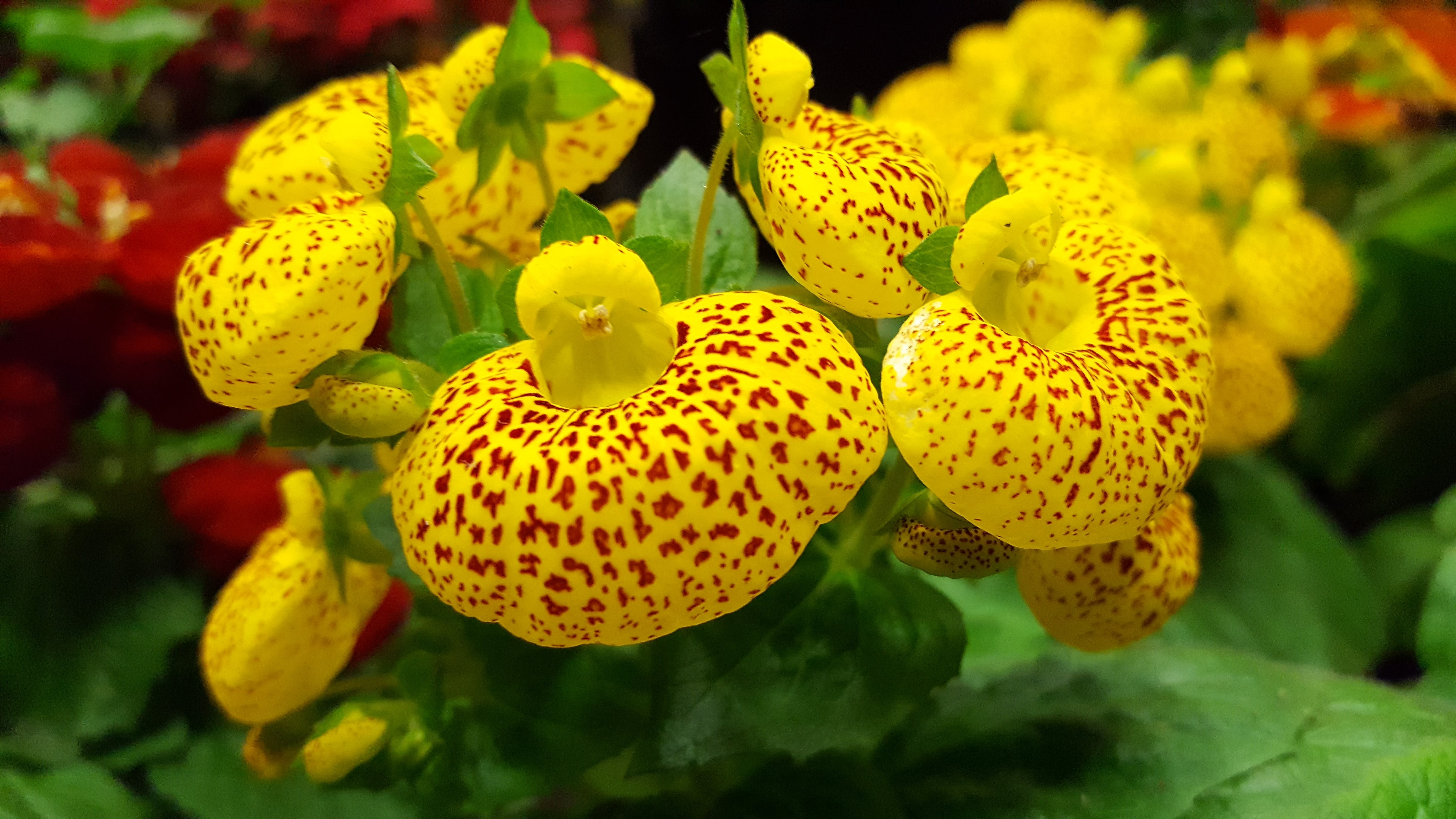 inflorescence, plant, growth, fragility, vulnerability, color, close-up, beauty in nature, cypripedium calceolus, flower head, freshness, no people, orquidea, HD Wallpaper