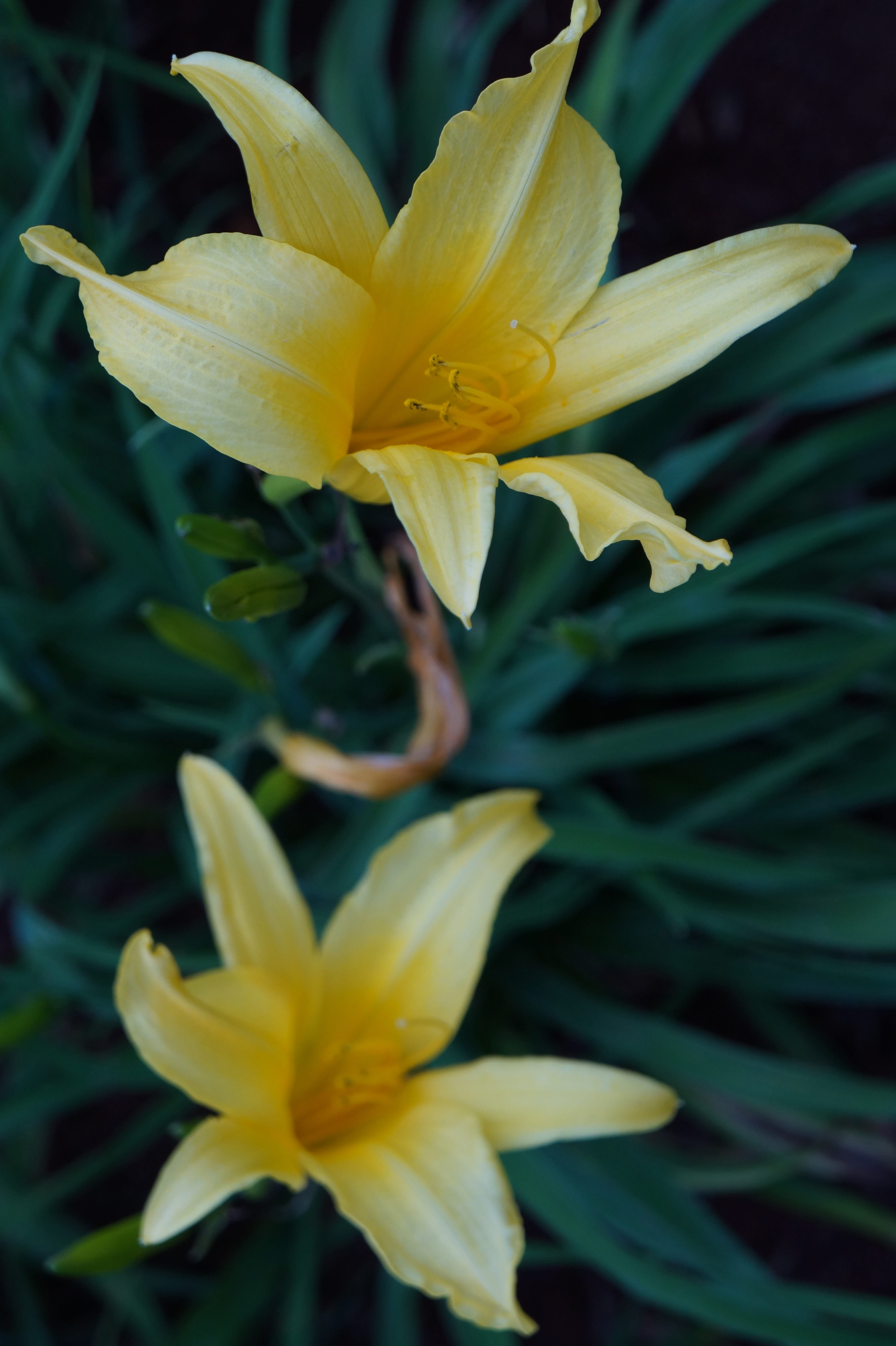 beauty in nature, decoration, day, close-up, lily, freshness, flower head, flowers, vulnerability, flowering plant, botany, pollen, nature, flower, natural, Phone HD Wallpaper