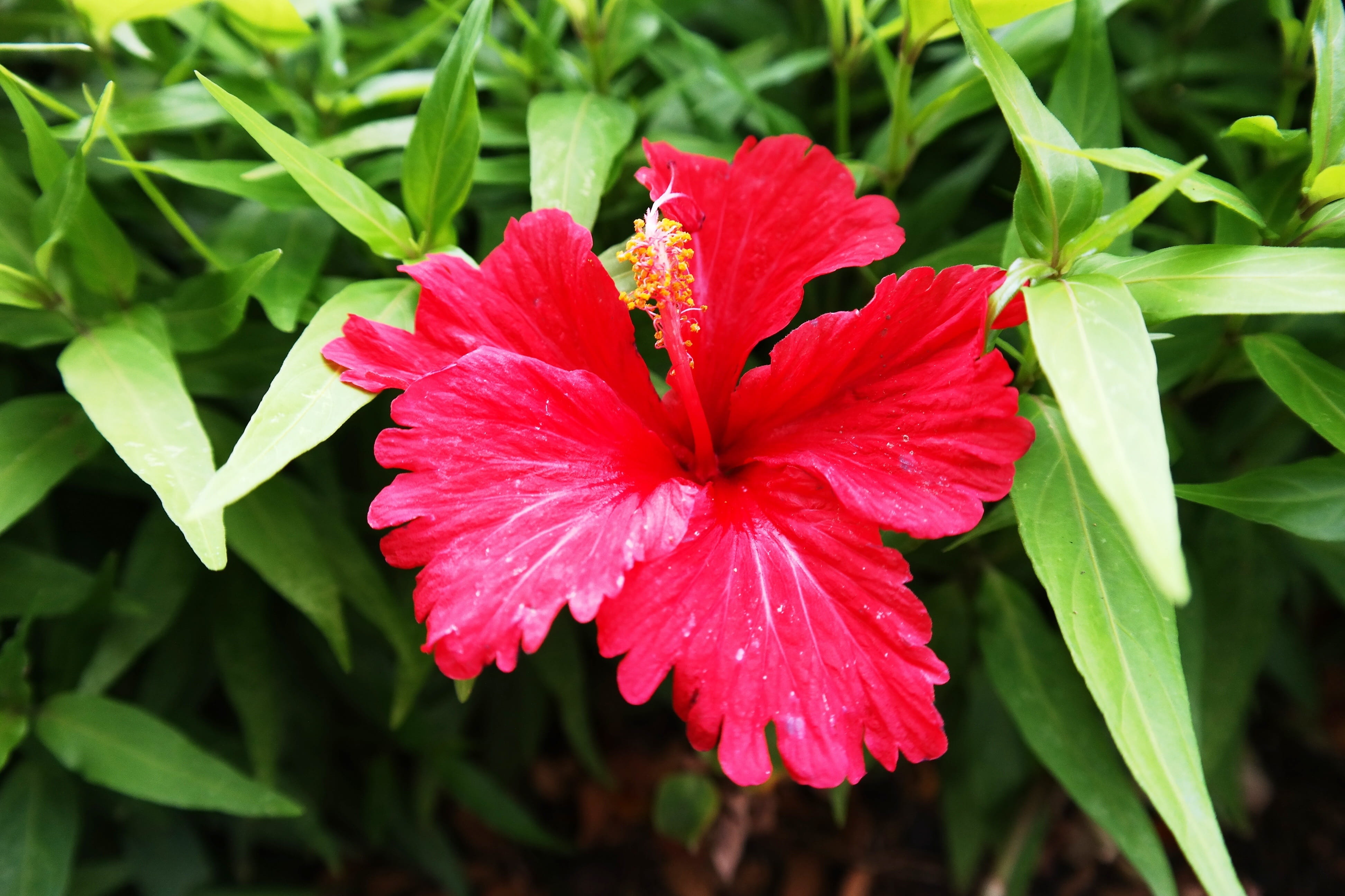 close-up, vulnerability, plant, orchid, inflorescence, fragility, red, plant part, green color, hawaii, orchide, freshness, beauty in nature, no people, HD Wallpaper