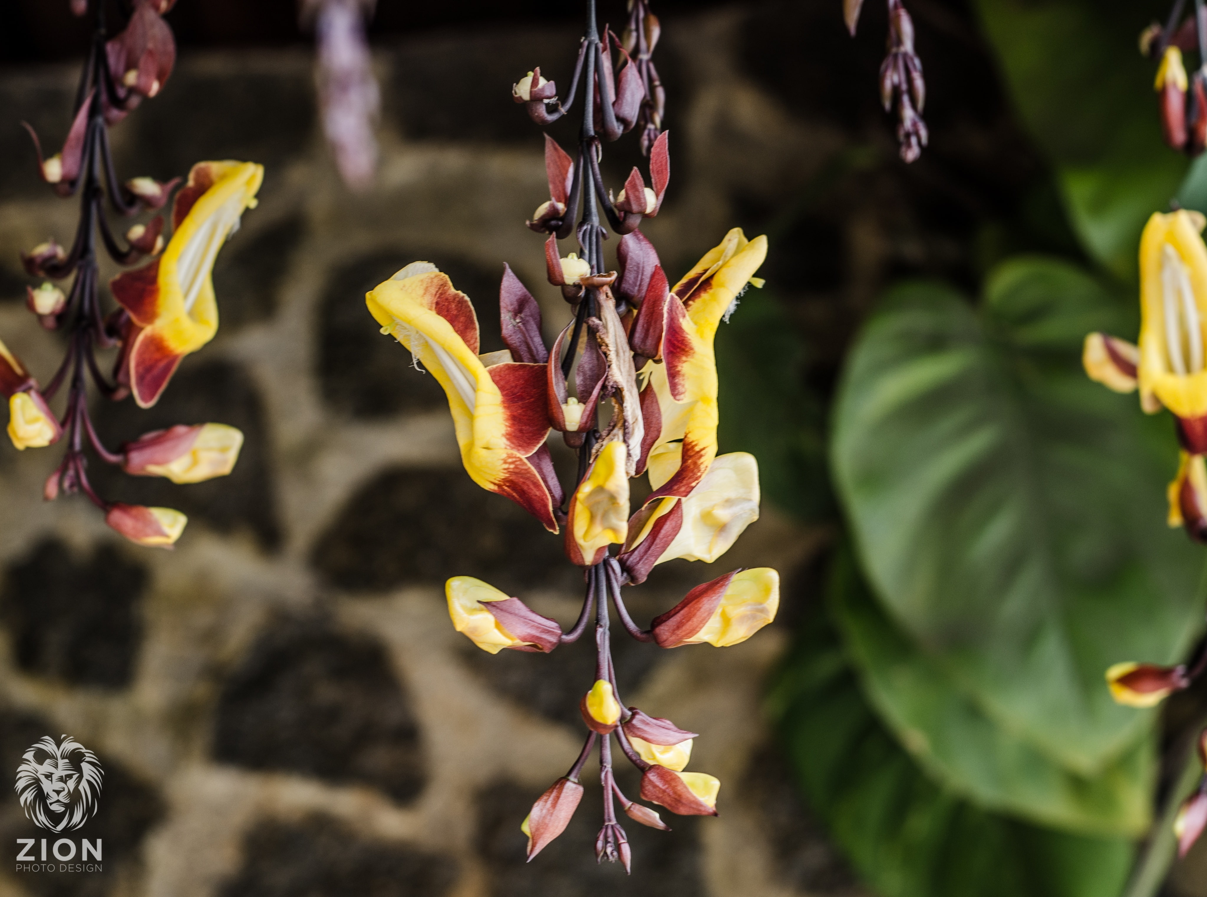 fragility, day, flower head, yellow, focus on foreground, 4K, plant, Flowers, flower, freshness, springtime, plant part, Nature, vulnerability, leaf, inflorescence, HD Wallpaper