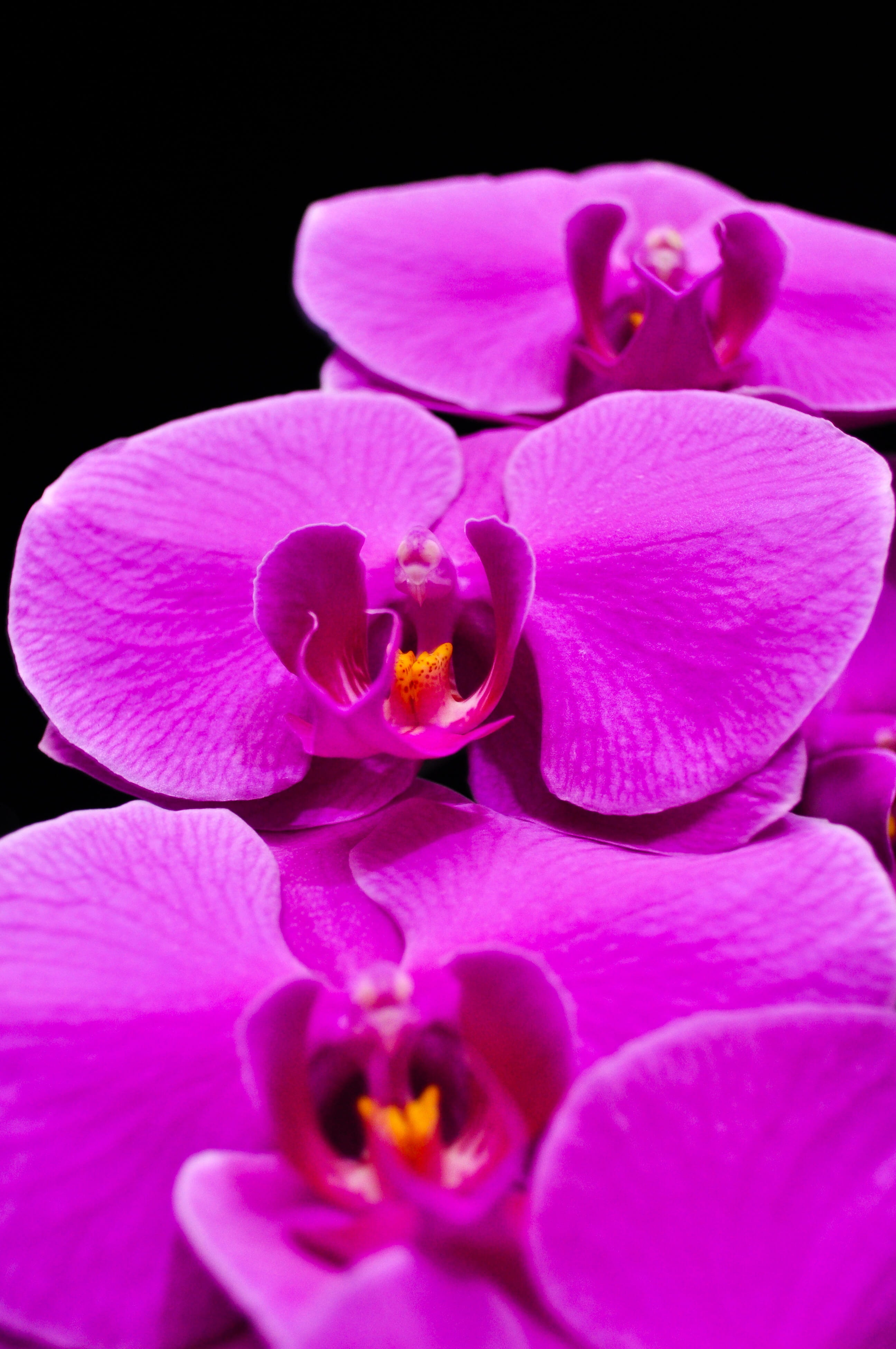 petal, plant, no people, phalaenopsis, luxury, flower, orchid, selective focus, close-up, black background, orquidea, indoors, pink color, nature, vulnerability, Phone HD Wallpaper