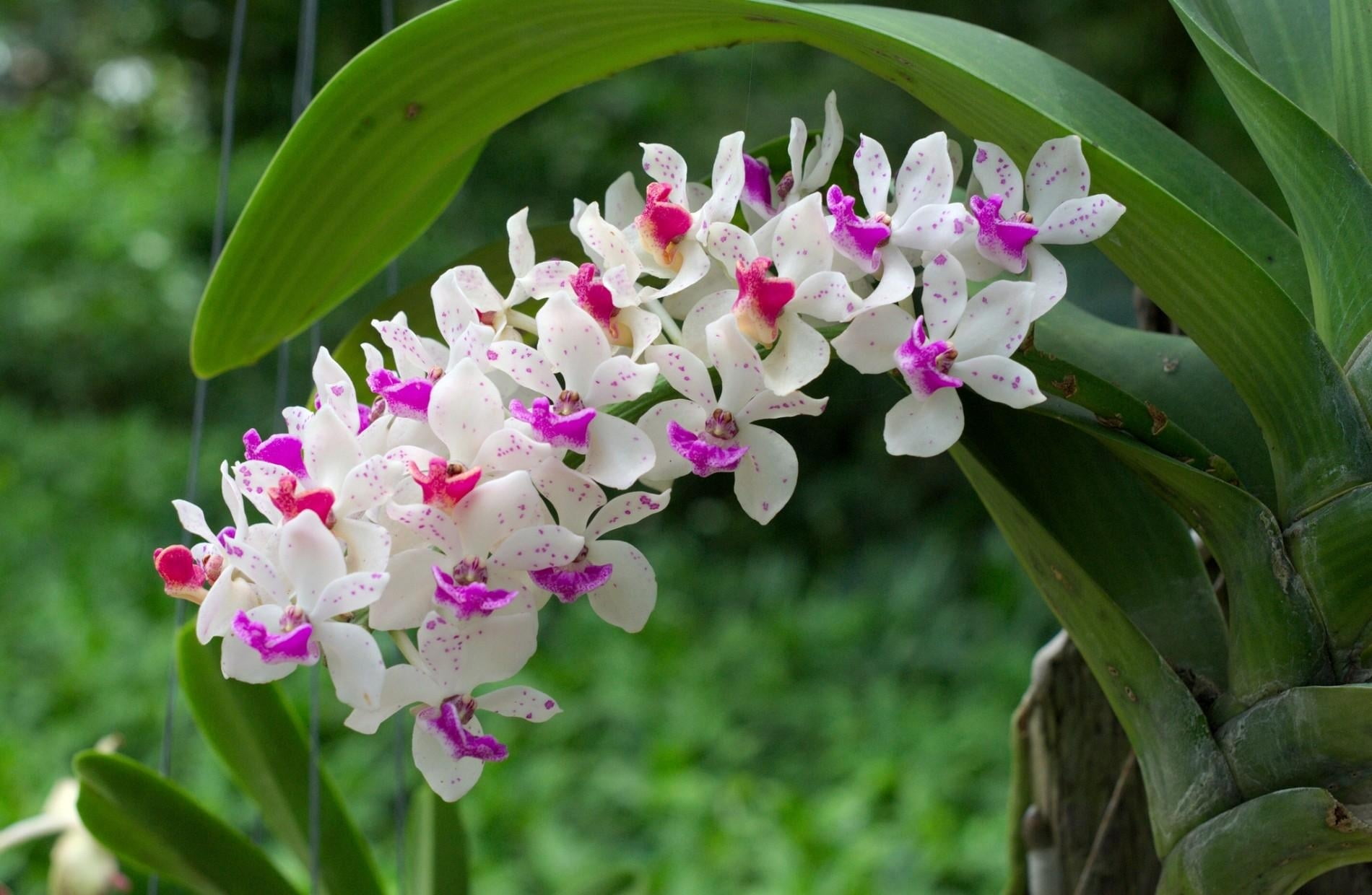 flowering plant, green Color, focus on foreground, beauty In Nature, white, purple, decoration, pink Color, leaf, leaves, flower, blur, growth, close-up, HD Wallpaper