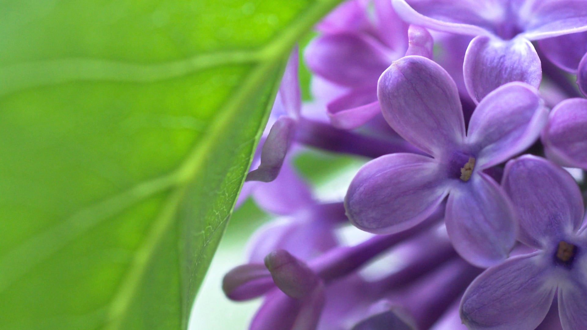 petal, pink color, plant part, beauty in nature, orchid, purple, flower, flowers, bloom, 1080P, colorful, selective focus, softness, botany, decoration, HD Wallpaper