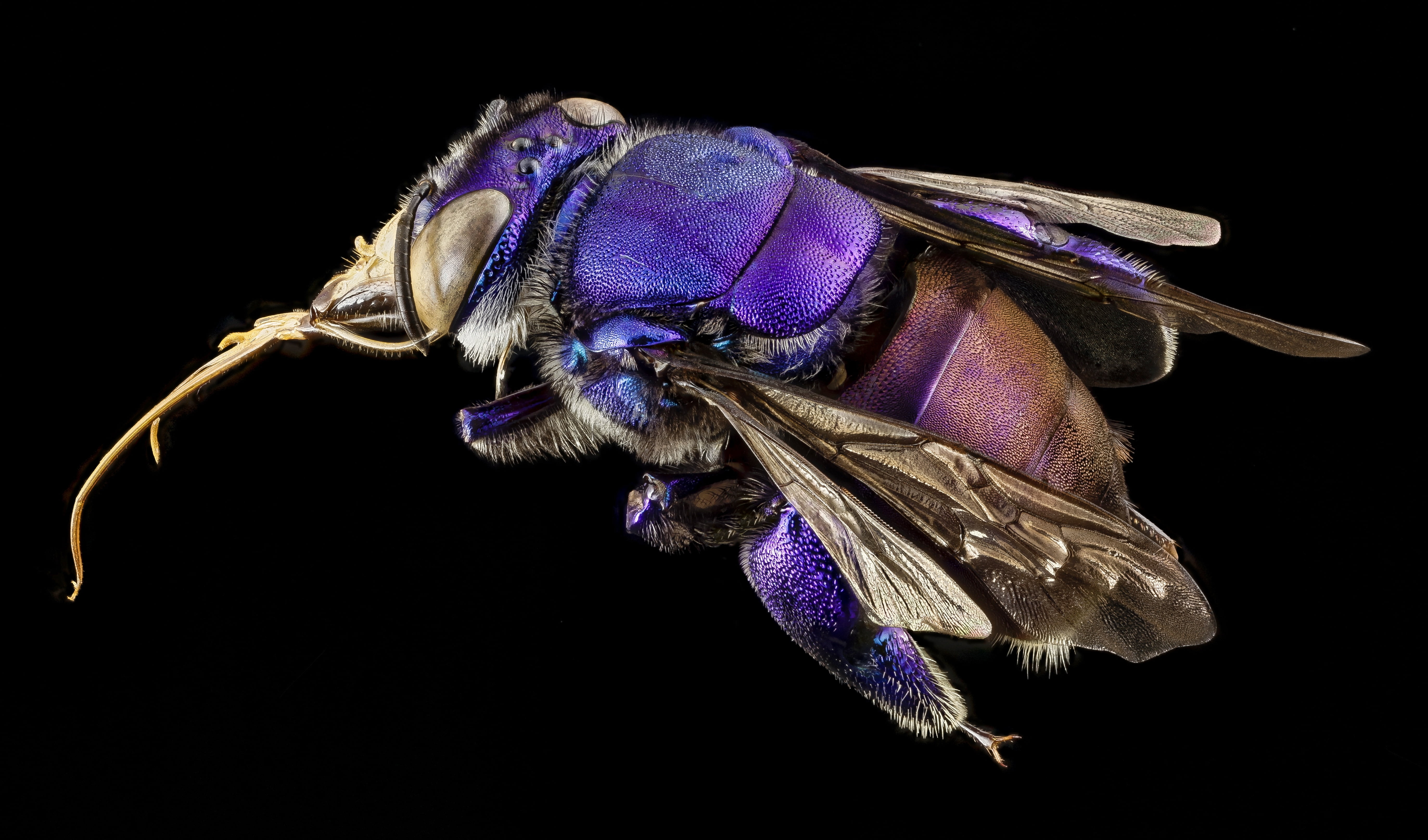 insect, petal, pollination, brown, studio shot, animal wing, multi-colored, purple, nature, black background, close-up, animal, native bee, animal themes, HD Wallpaper