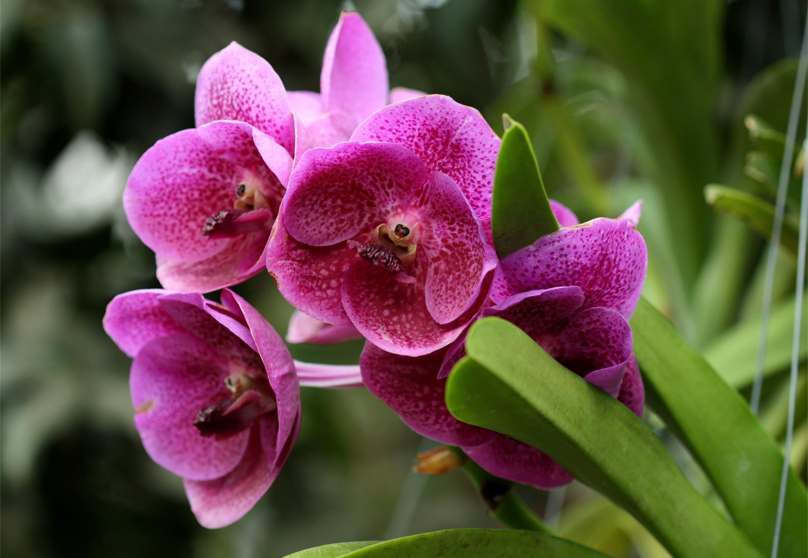 freshness, petaled, single Flower, green Color, lilac, macro, flower Head, plant, green, beauty In Nature, fragility, petal, orchids, summer, flowerbed, HD Wallpaper