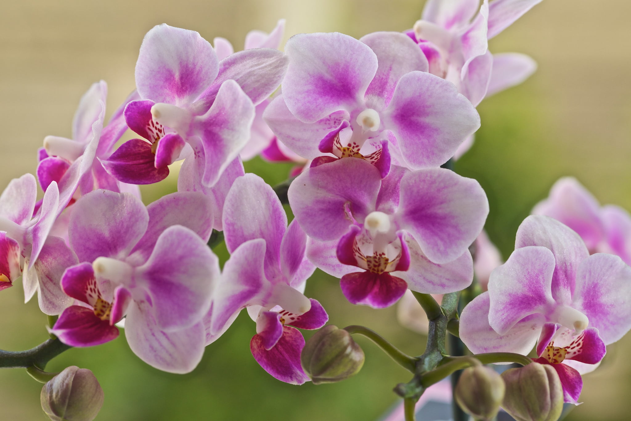 bunch of flowers, plant, outdoors, pink and white, stem, branch, flower Head, lilac, petals, no People, pink Color, season, moth, cherry blossom, botany, HD Wallpaper