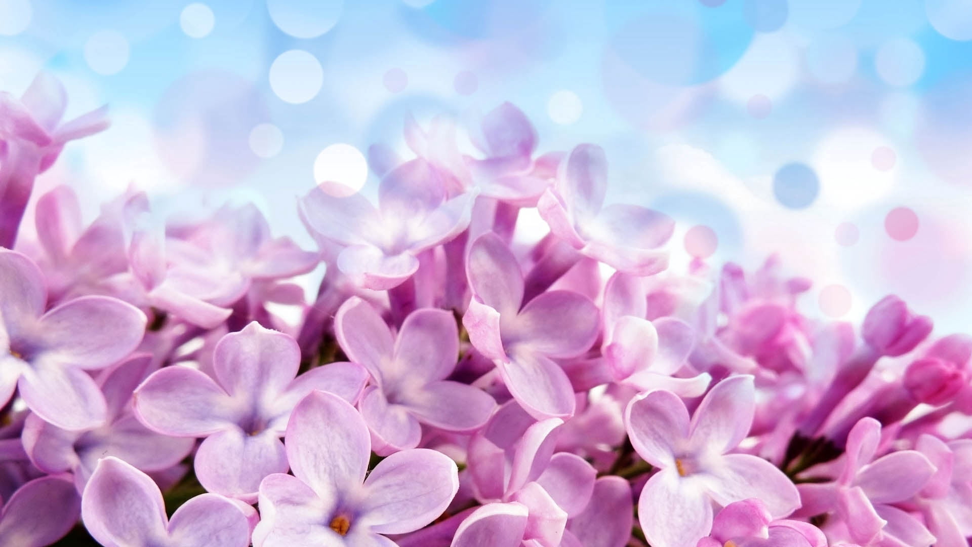 1080P, fragility, multi Colored, growth, ornamental garden, blossom, flowering plant, pink, color Image, background, outdoors, blue, flower Head, inflorescence, HD Wallpaper