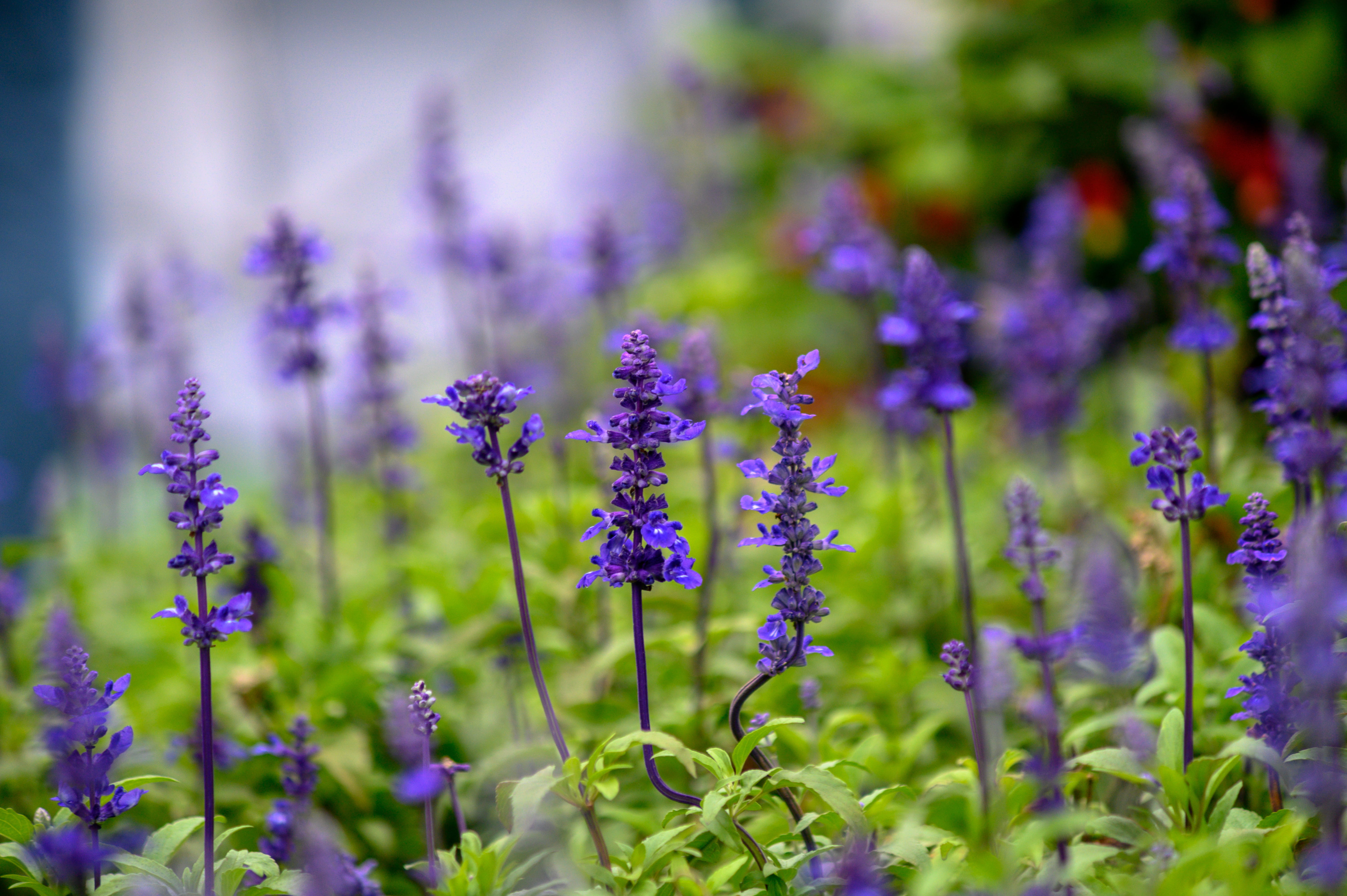 ornamental garden, no people, lavender colored, close-up, catchfly, outdoors, orchid, fragility, petal, flower head, focus on foreground, flowering plant, HD Wallpaper