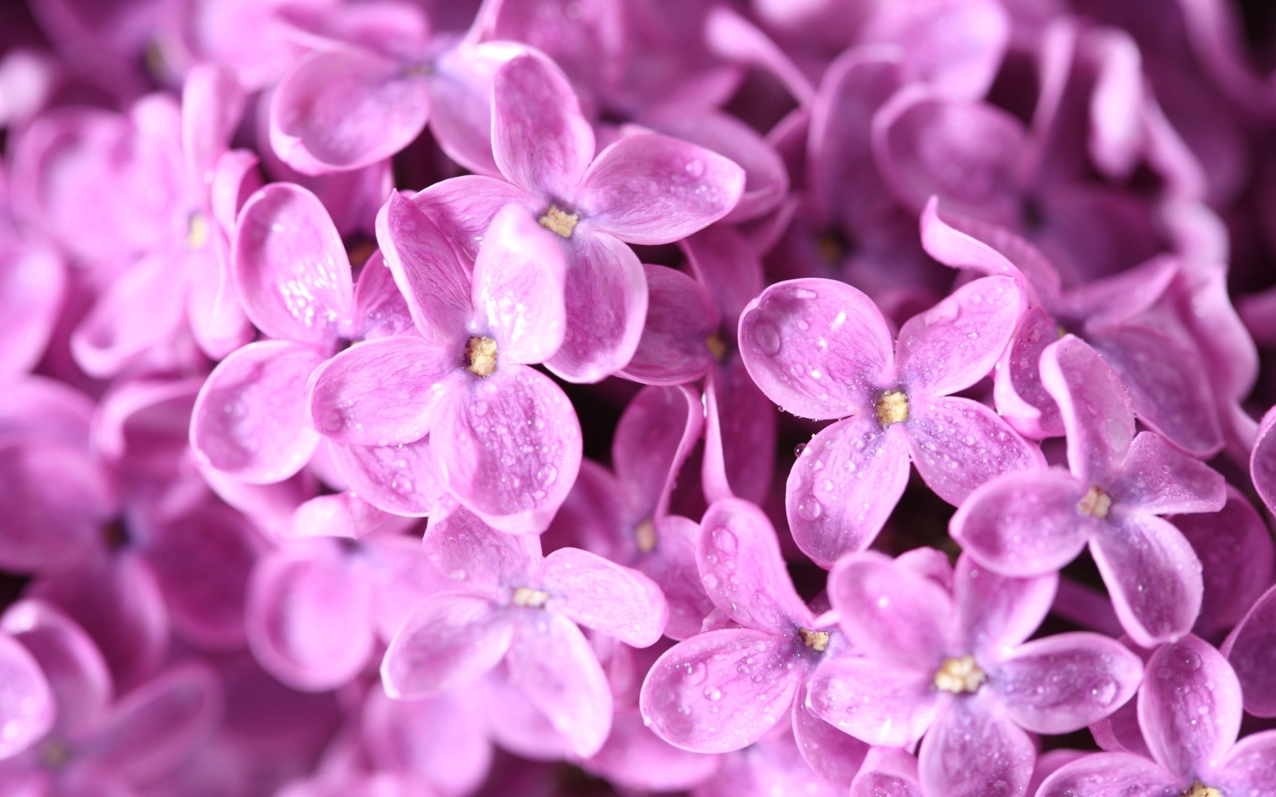 season, orchid, botany, lilacs, backgrounds, outdoors, inflorescence, blossom, 2K, pink Color, decoration, bright, purple, day, macro, pink, pollen, flower, HD Wallpaper