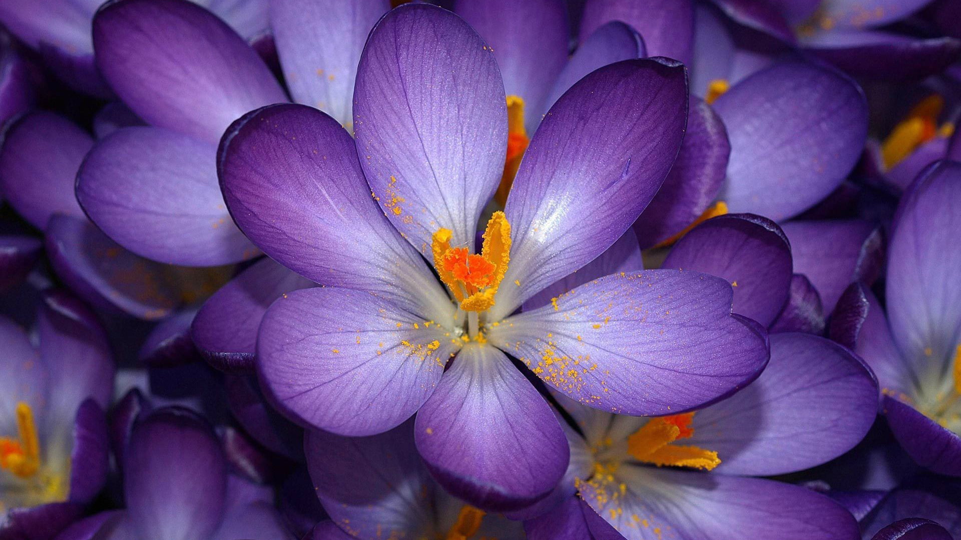 pollen, petals, color, bali, close, flowers, flora, botany, fractal, purple, garden, design, island, digital, leaf, plant, colorful, shape, petal, summer, HD Wallpaper
