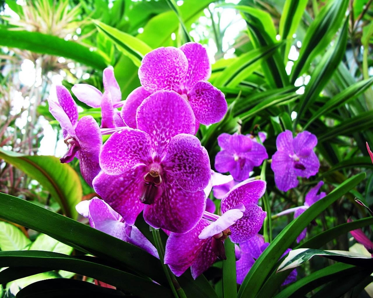 summer, growth, branch, flower Head, nature, blossom, beauty In Nature, vulnerability, springtime, freshness, orchid, lilac, pink Color, green Color, decoration, HD Wallpaper
