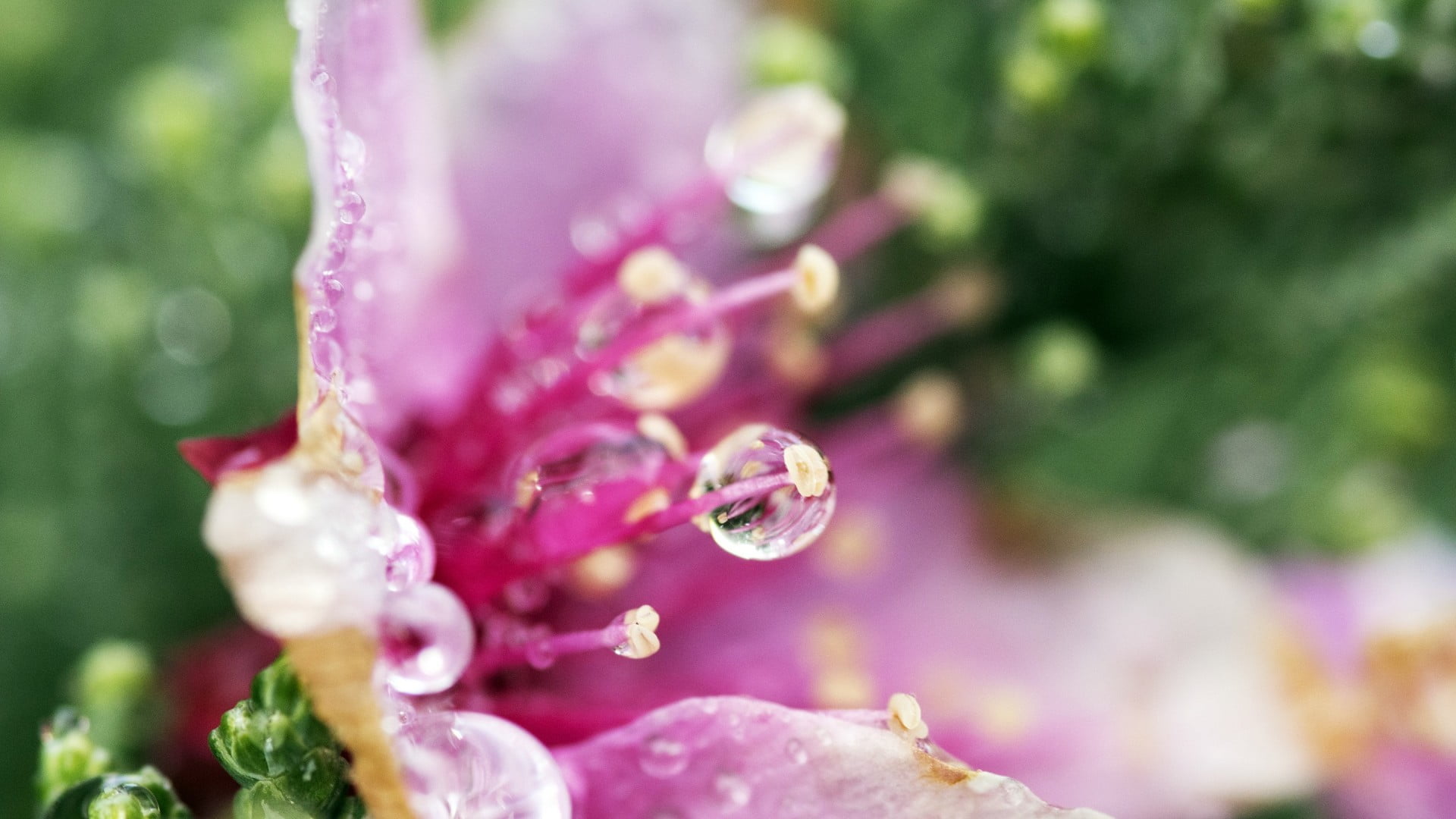 beauty in nature, garden, lilac, vulnerability, summer, rain, petals, pattern, day, petal, selective focus, floral, freshness, season, growth, flowers, HD Wallpaper