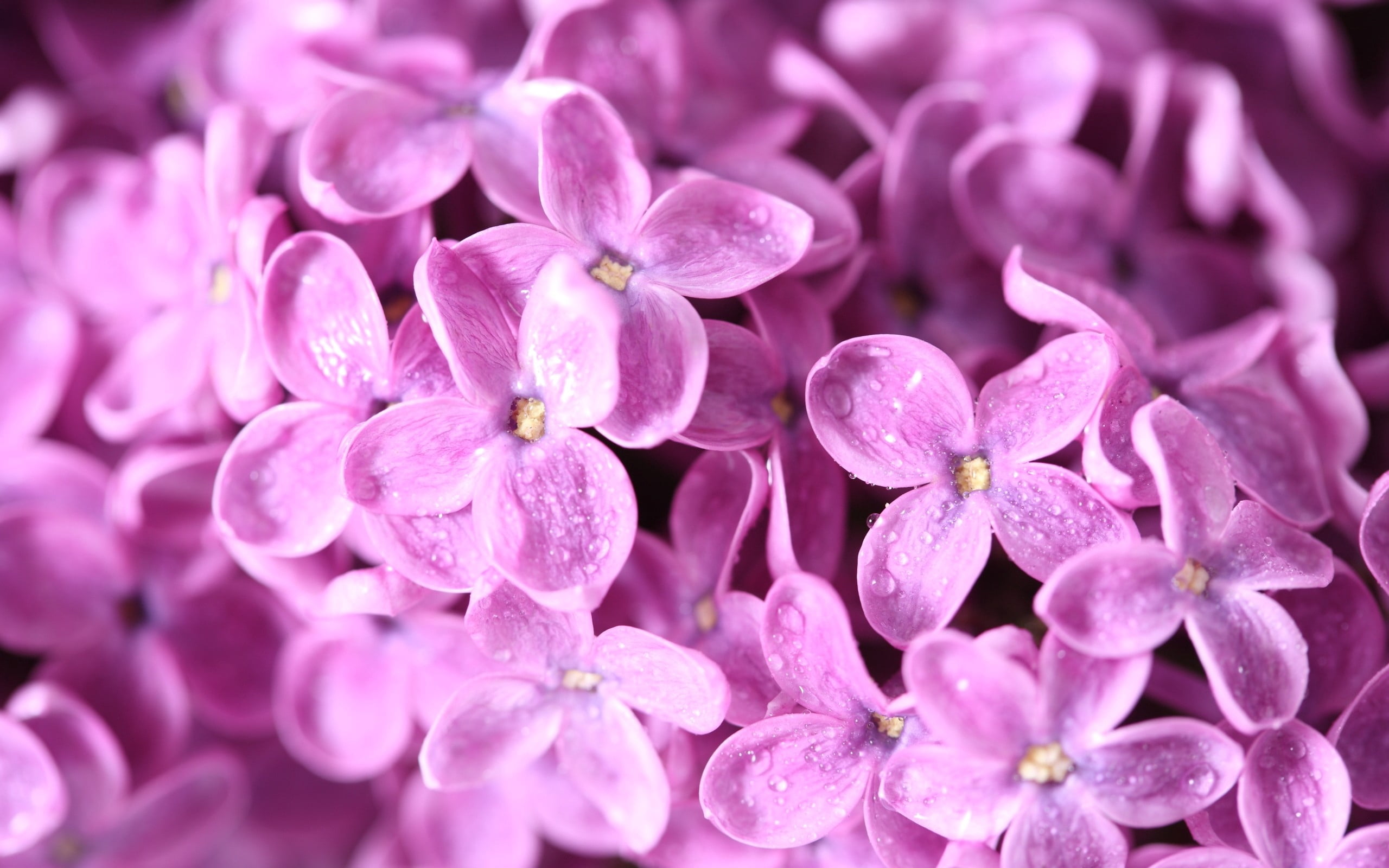 inflorescence, flower, petaled, springtime, plant, no People, macro, vulnerability, bouquet, petal, many, branch, flowering plant, bunch of flowers, purple, HD Wallpaper