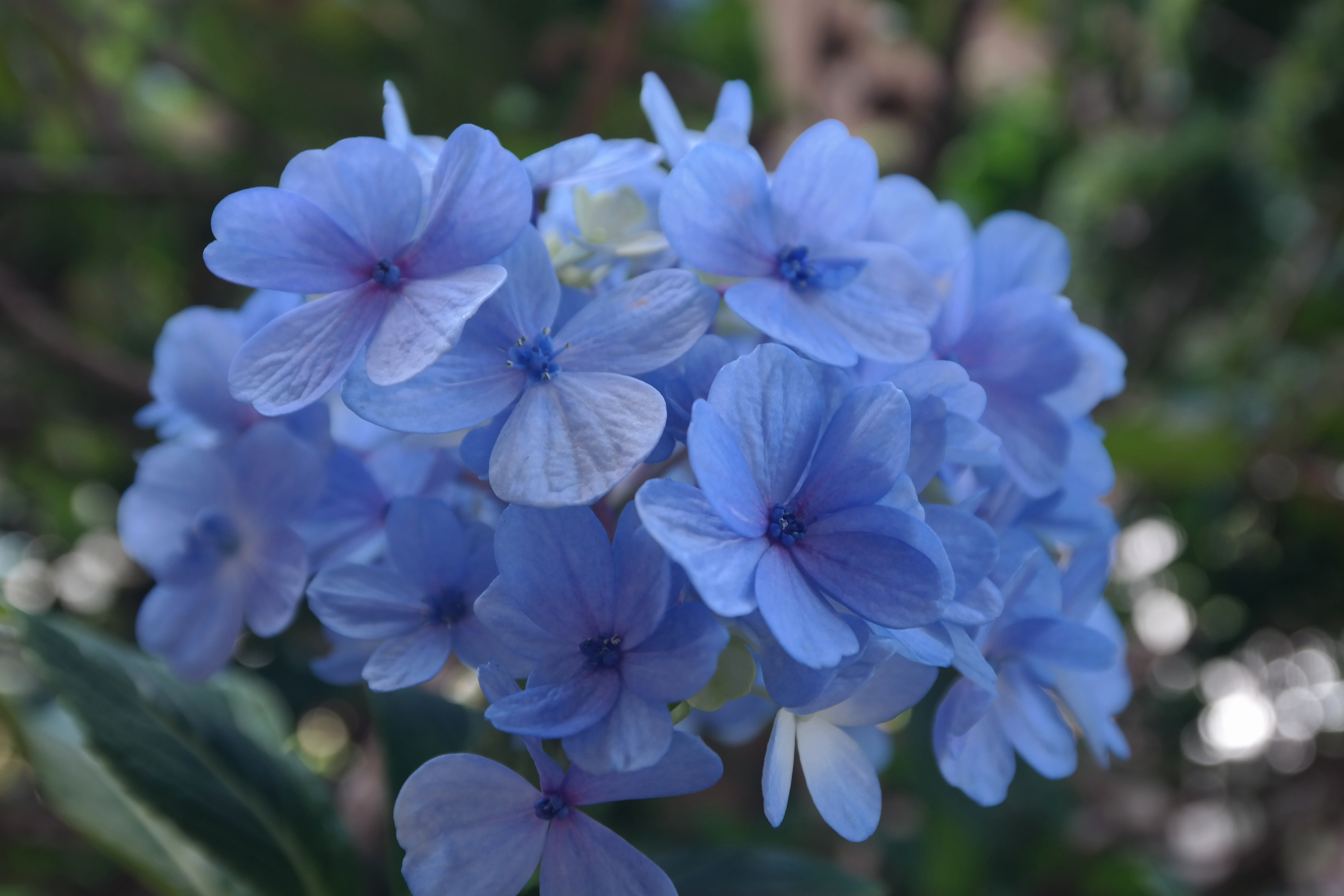 petal, nature, bunch of flowers, blue, garden, hydrangea, growth, focus on foreground, outdoors, lilac, flower head, freshness, white color, spring, fragility, HD Wallpaper