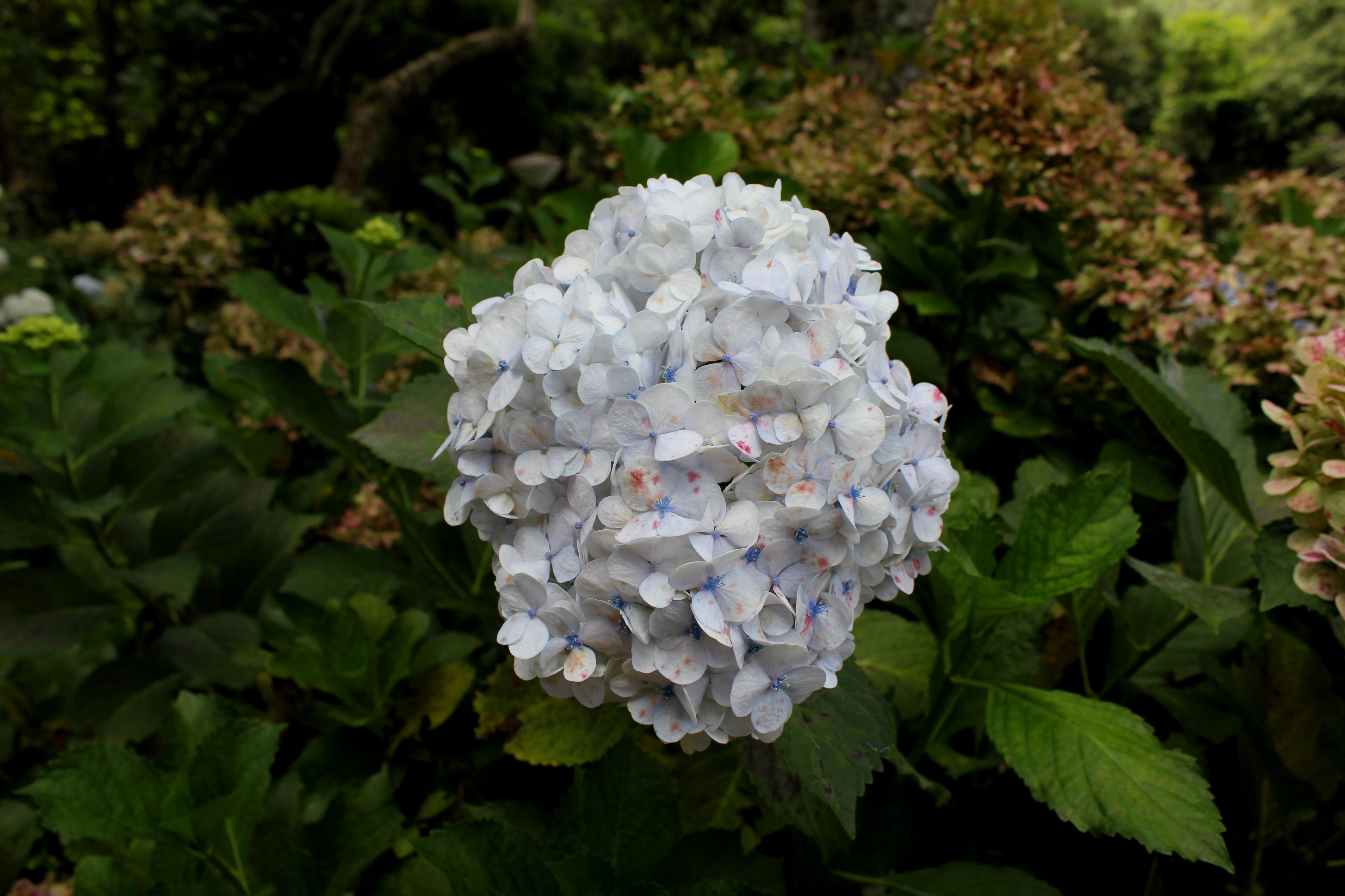 brazil, nature, the greyhound, close-up, hydrangea, flower head, hydrangea garden, garden, colorful, park, vulnerability, garden decoration, spring, day, HD Wallpaper