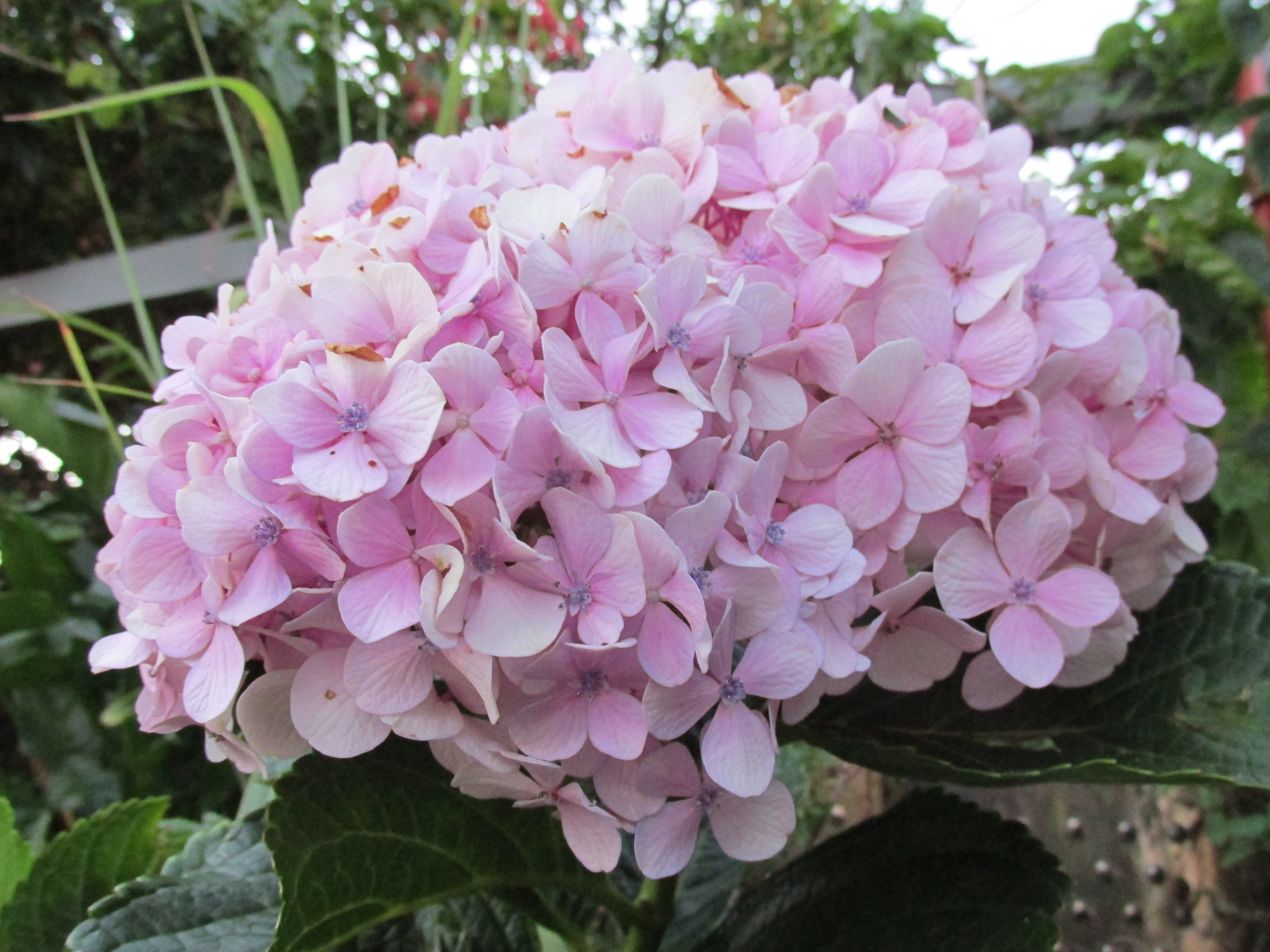 flower, lilaz, hornamental plant, flower Head, plant, outdoors, freshness, hydrangea, pink Color, fragility, petal, day, close-up, blossom, lilac, beauty in nature, HD Wallpaper