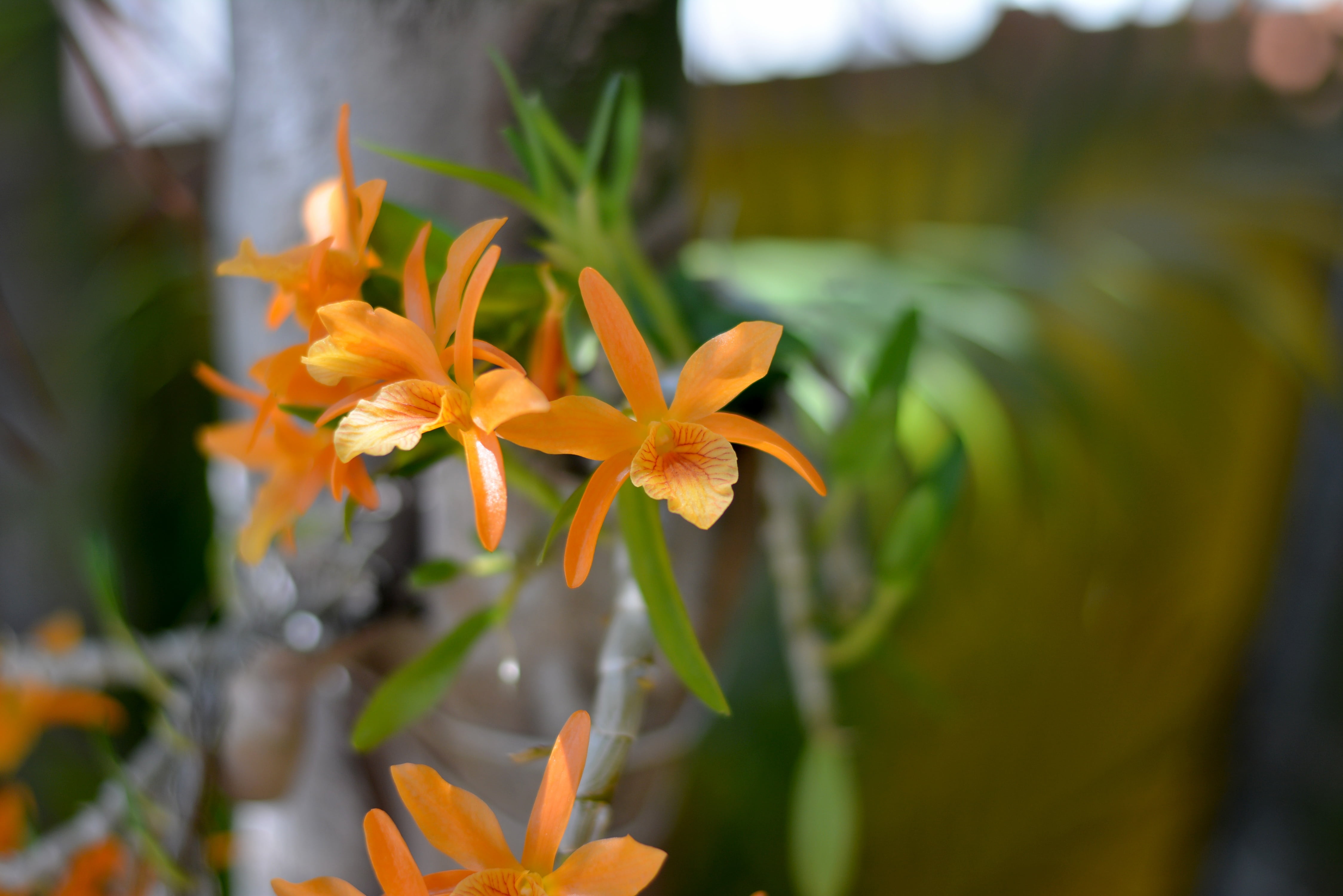 inflorescence, 4K, flowering plant, freshness, orange color, nature, pollen, day, plant part, vulnerability, plant, flower head, growth, yellow, beauty in nature, HD Wallpaper