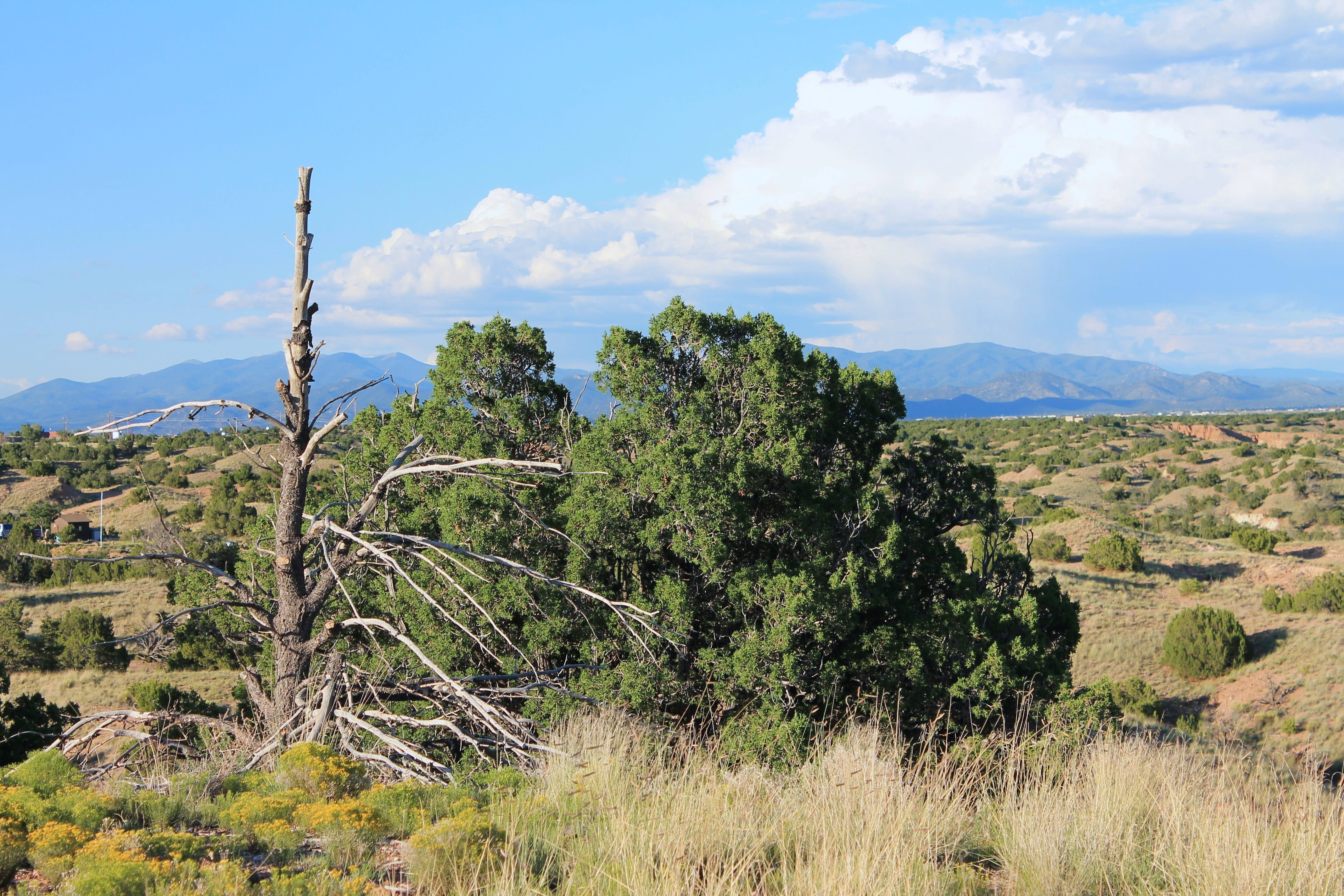 green color, beauty in nature, sagebrush, juniper, scenics - nature, remote, santa fe, land, tree, sky, New Mexico, natural beauty, dead tree, scenic, nature, HD Wallpaper