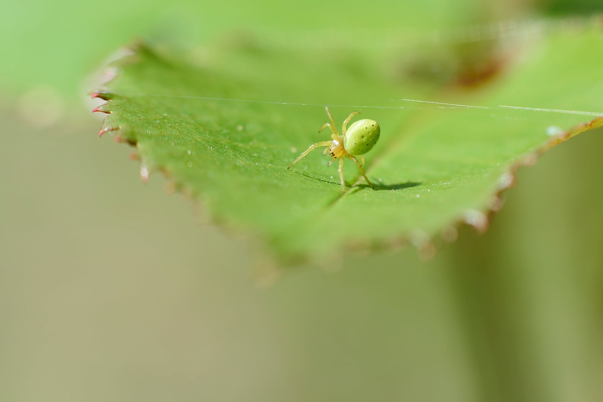 selective focus, spider, photography, crab, insect, plant, green, Crab Spider, 1080P, toile, Araniella cucurbitina, Spinnwebe, selective, leaf, bokeh, HD Wallpaper