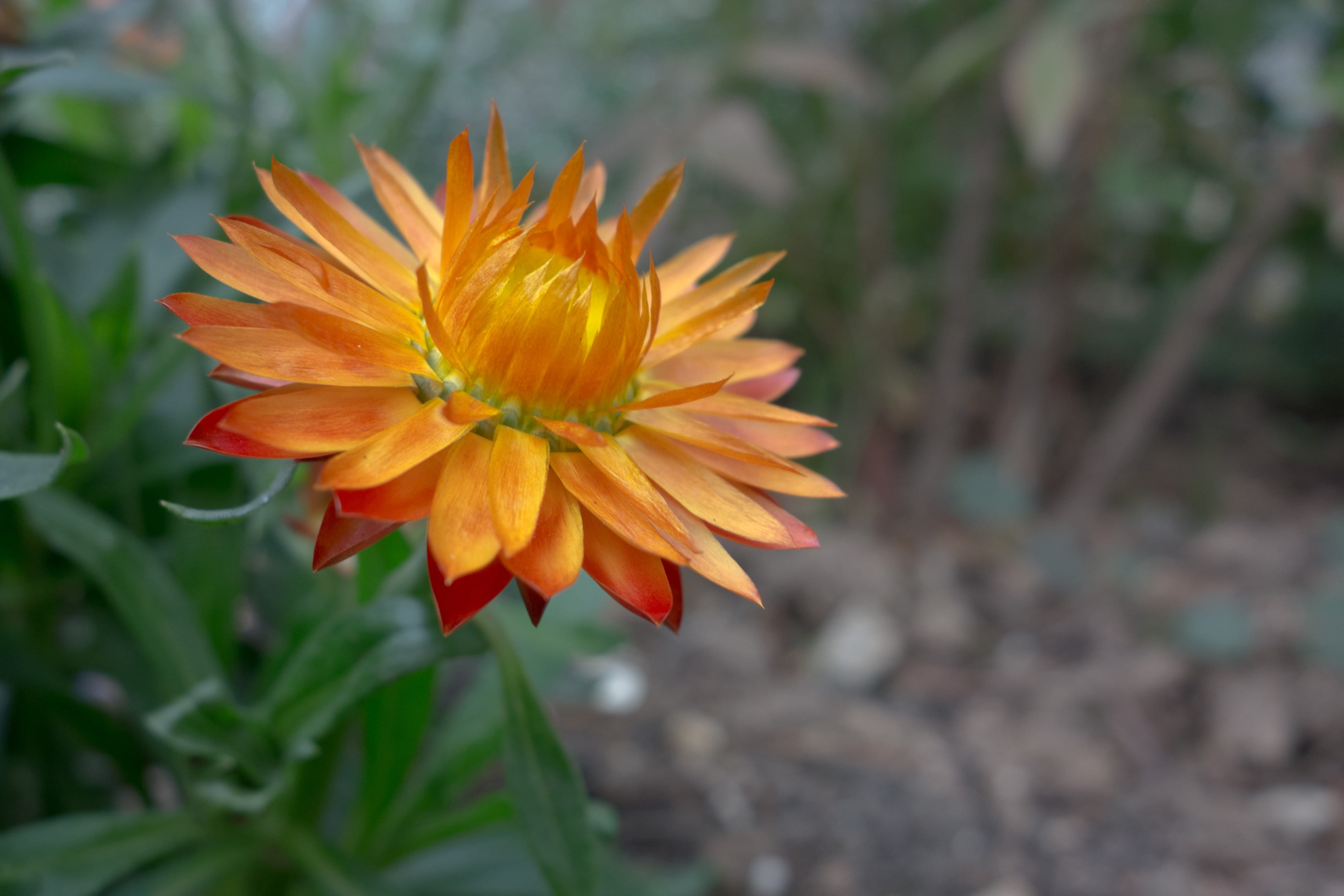 bloom, 4K, photography, yellow, vulnerability, plant, flower, beauty in nature, focus on foreground, italicum, leaves, day, flowering plant, orange color, HD Wallpaper