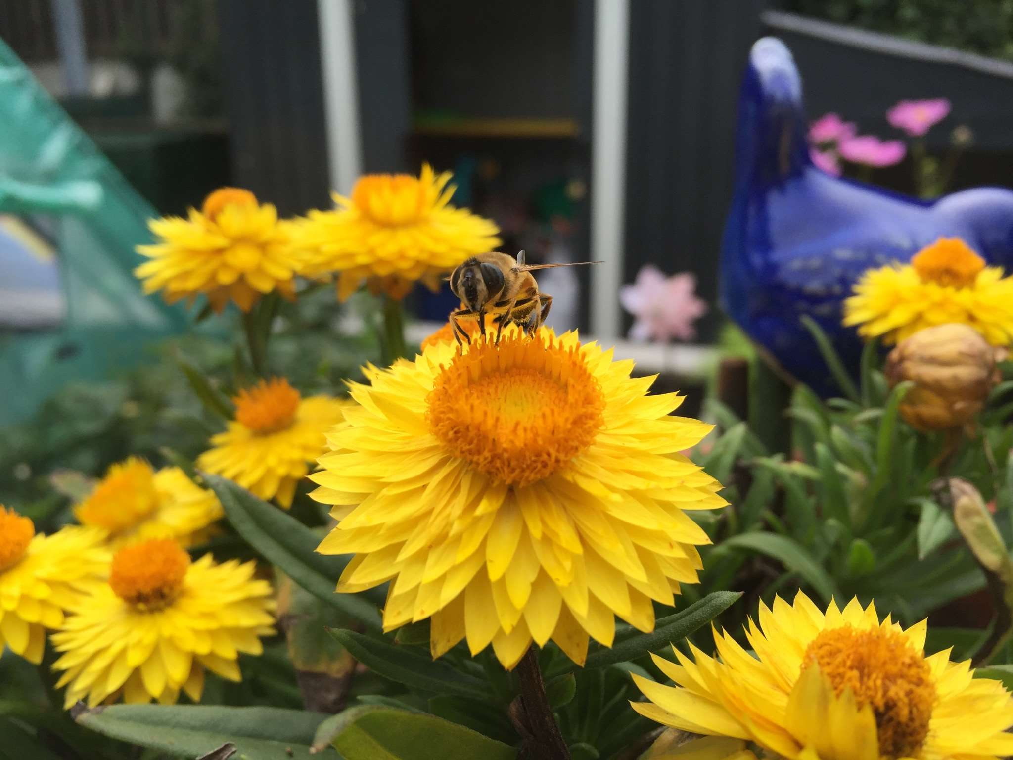 flower head, bee, plant, 1080P, strawflower, pollen, animal wildlife, animals in the wild, growth, invertebrate, pollination, vulnerability, fragility, HD Wallpaper