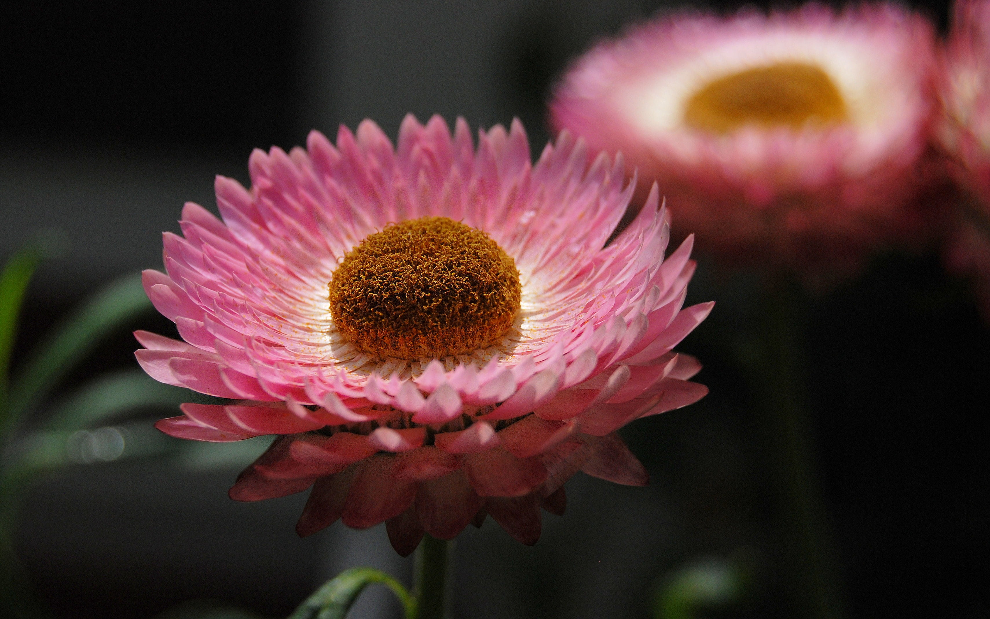 photography, focus on foreground, growth, no people, pink color, botany, vulnerability, freshness, beauty in nature, plant, softness, pollen, helichrysum, HD Wallpaper