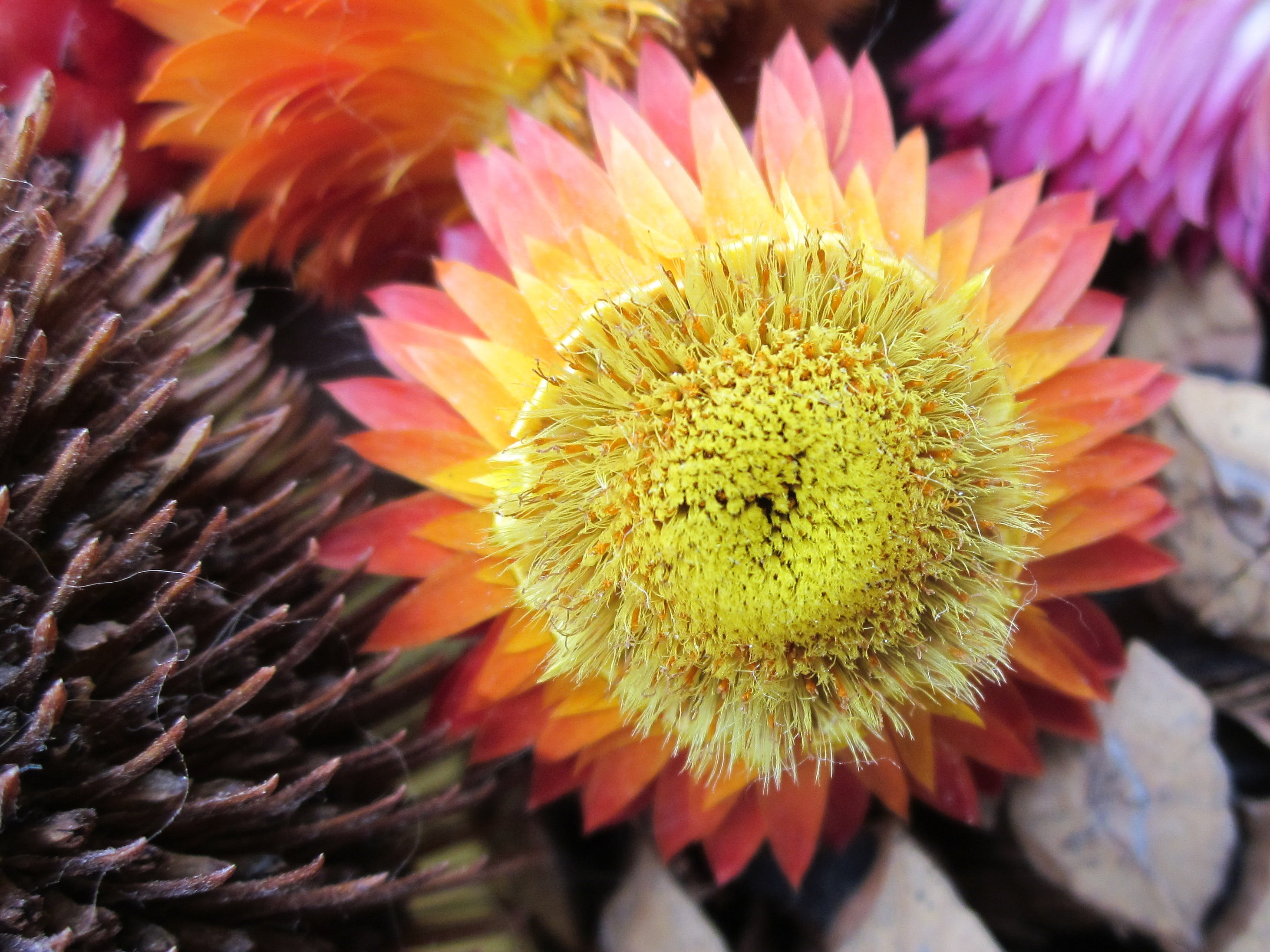 sunflower, pollen, petal, close-up, vulnerability, flowering plant, flower head, dry, focus on foreground, flower, nature, beauty in nature, outdoors, fragility, HD Wallpaper