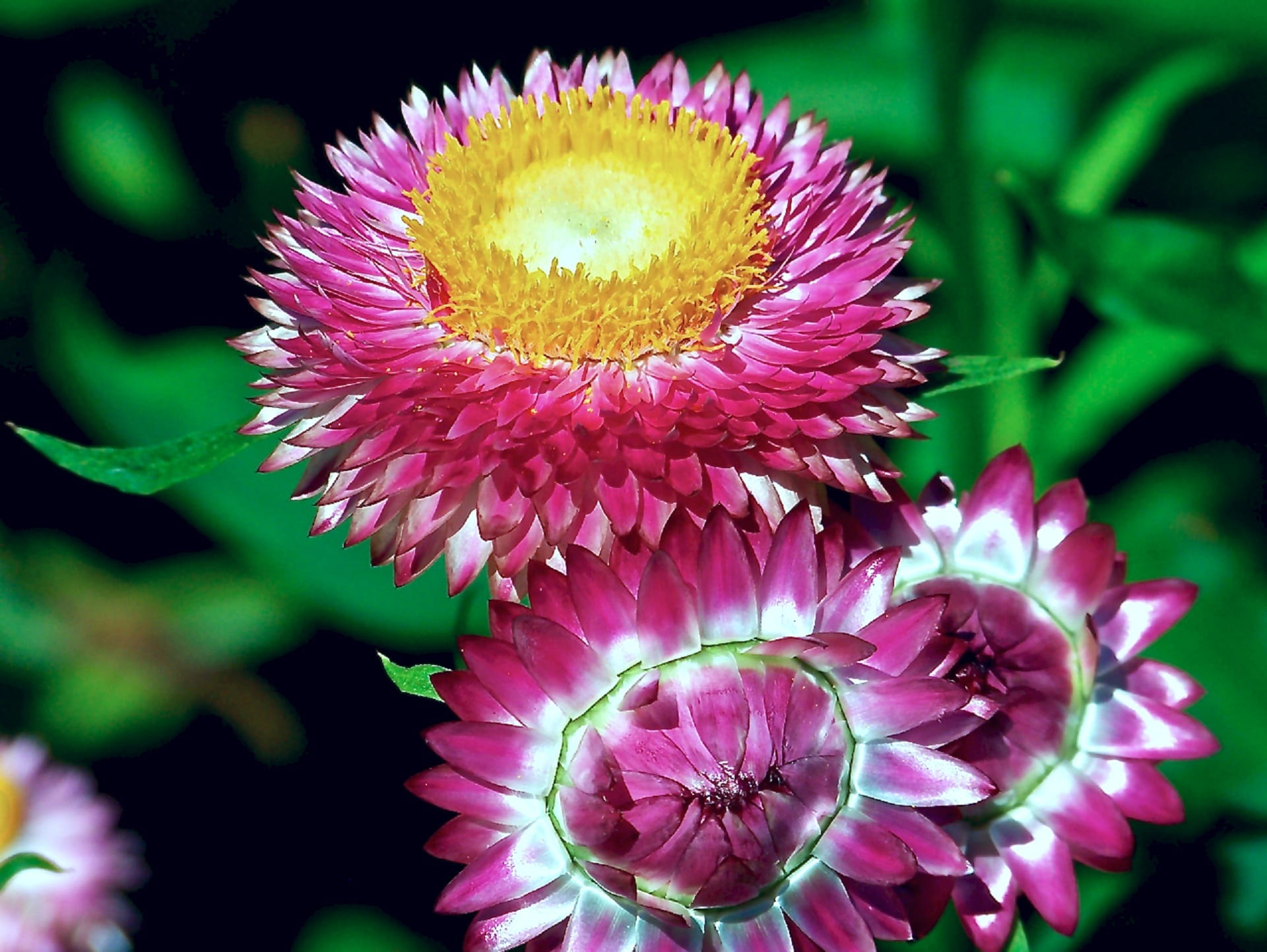 petal, no people, purple, springtime, flower, gardening, nature, freshness, beauty in nature, macro, fragility, vulnerability, blossom, day, pollen, flowering plant, HD Wallpaper