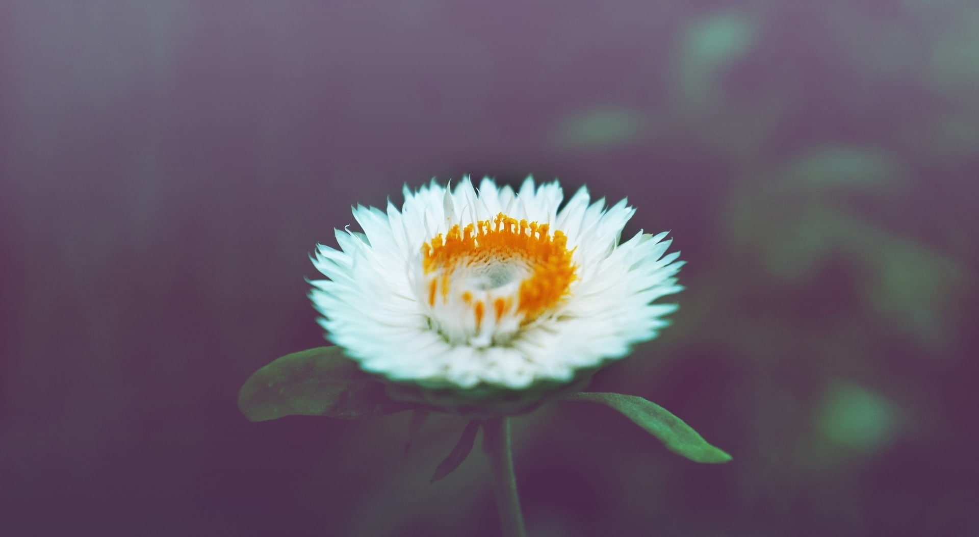 Flower, Spring, vulnerability, Natural, Nature, no people, pollination, flower head, orange, Bloom, inflorescence, beauty in nature, purple, petal, flowering plant, HD Wallpaper