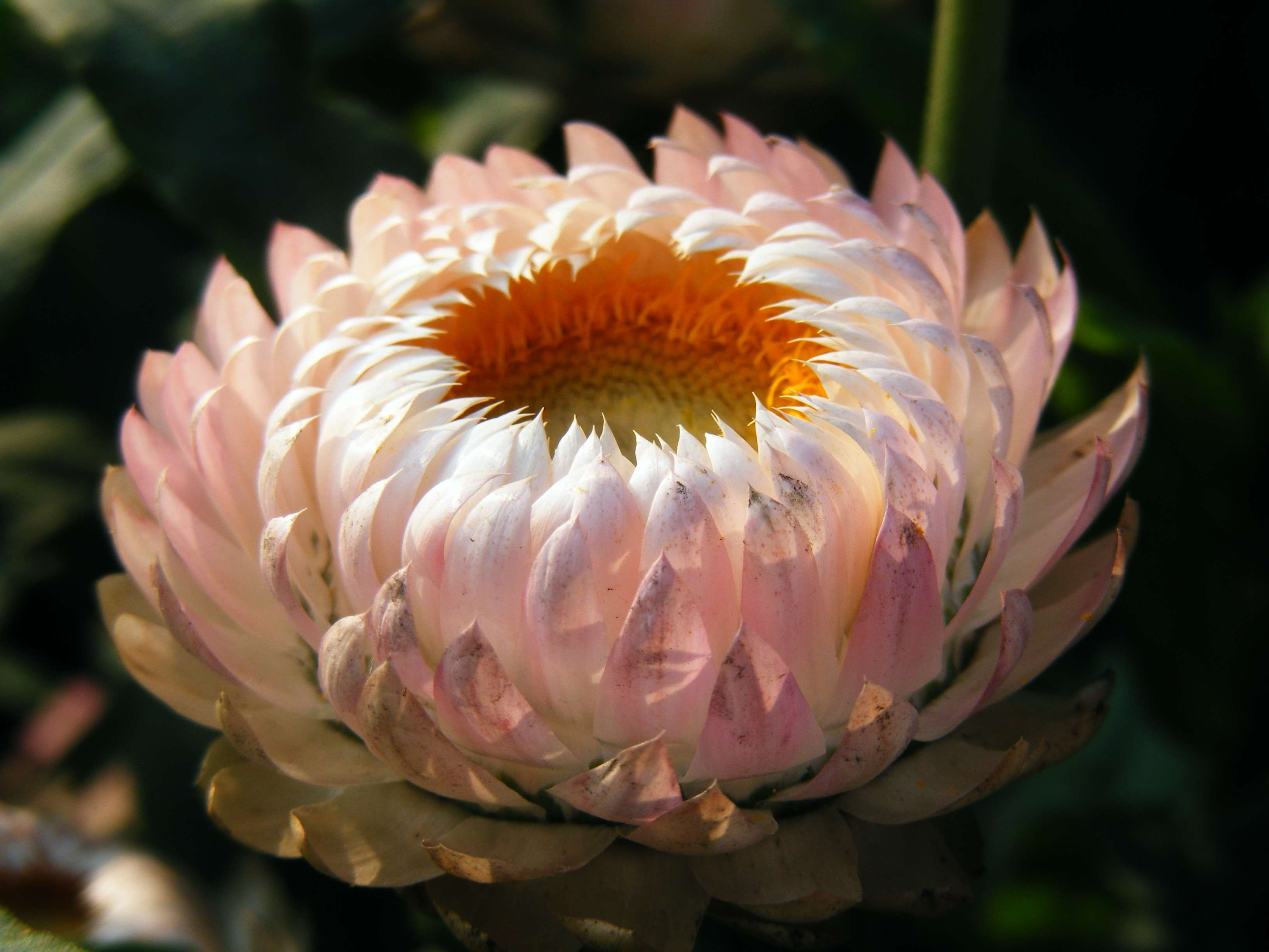 beauty in nature, xerochrysum bracteatum, day, flora, blossom, pollen, close-up, bloom, no people, golden everlasting, focus on foreground, flower, freshness, HD Wallpaper